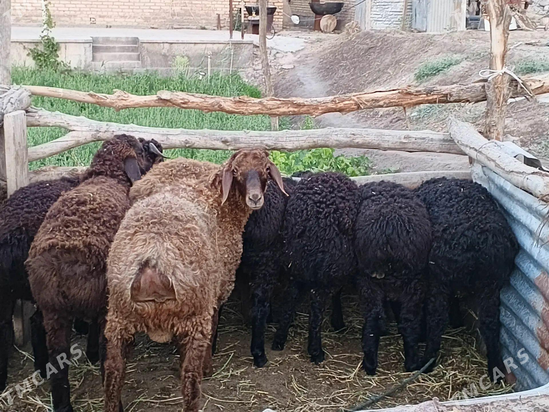 gisar gyzy - Çärjew - img 1