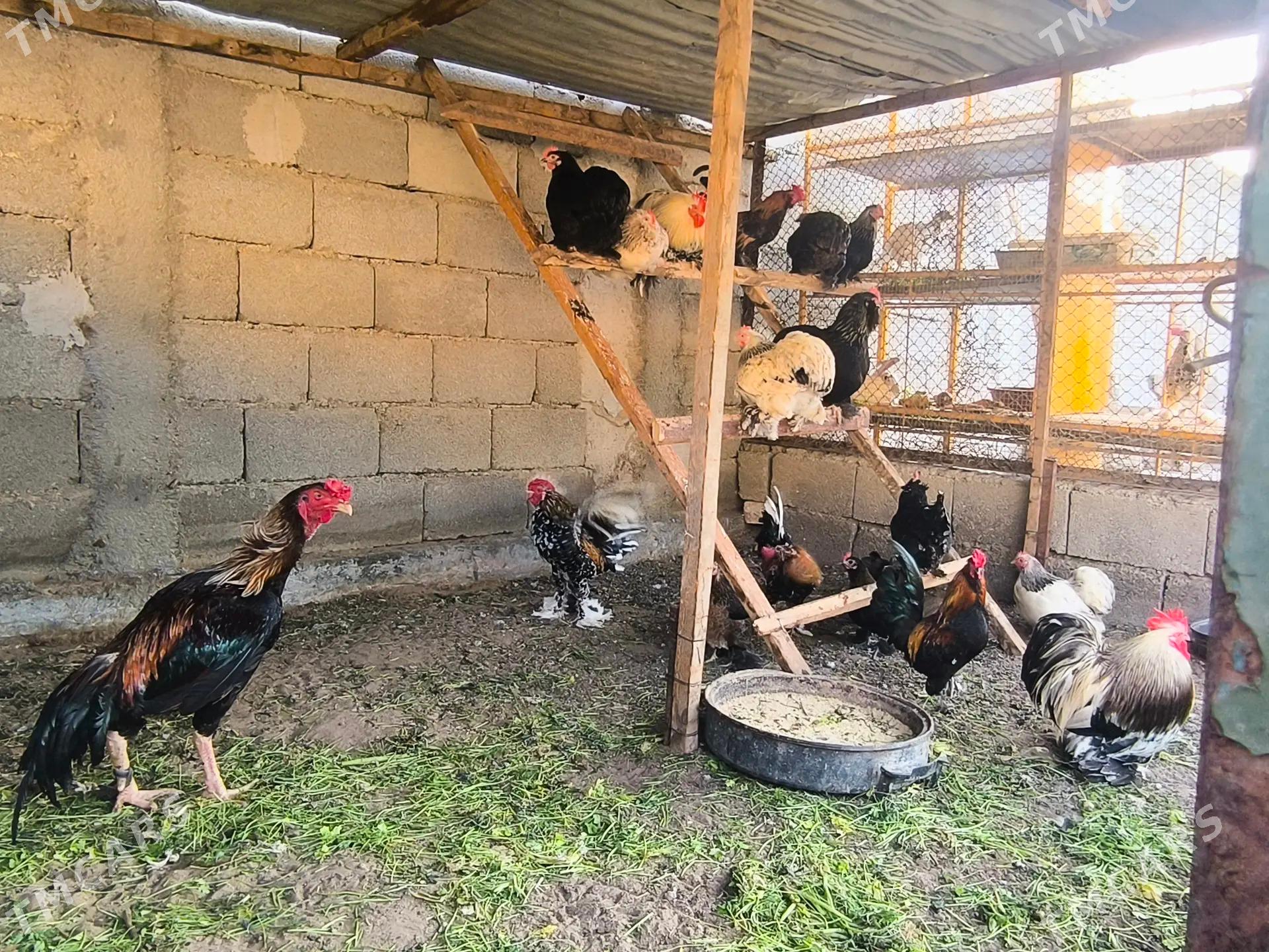 karlik towuk taskent - Aşgabat - img 1