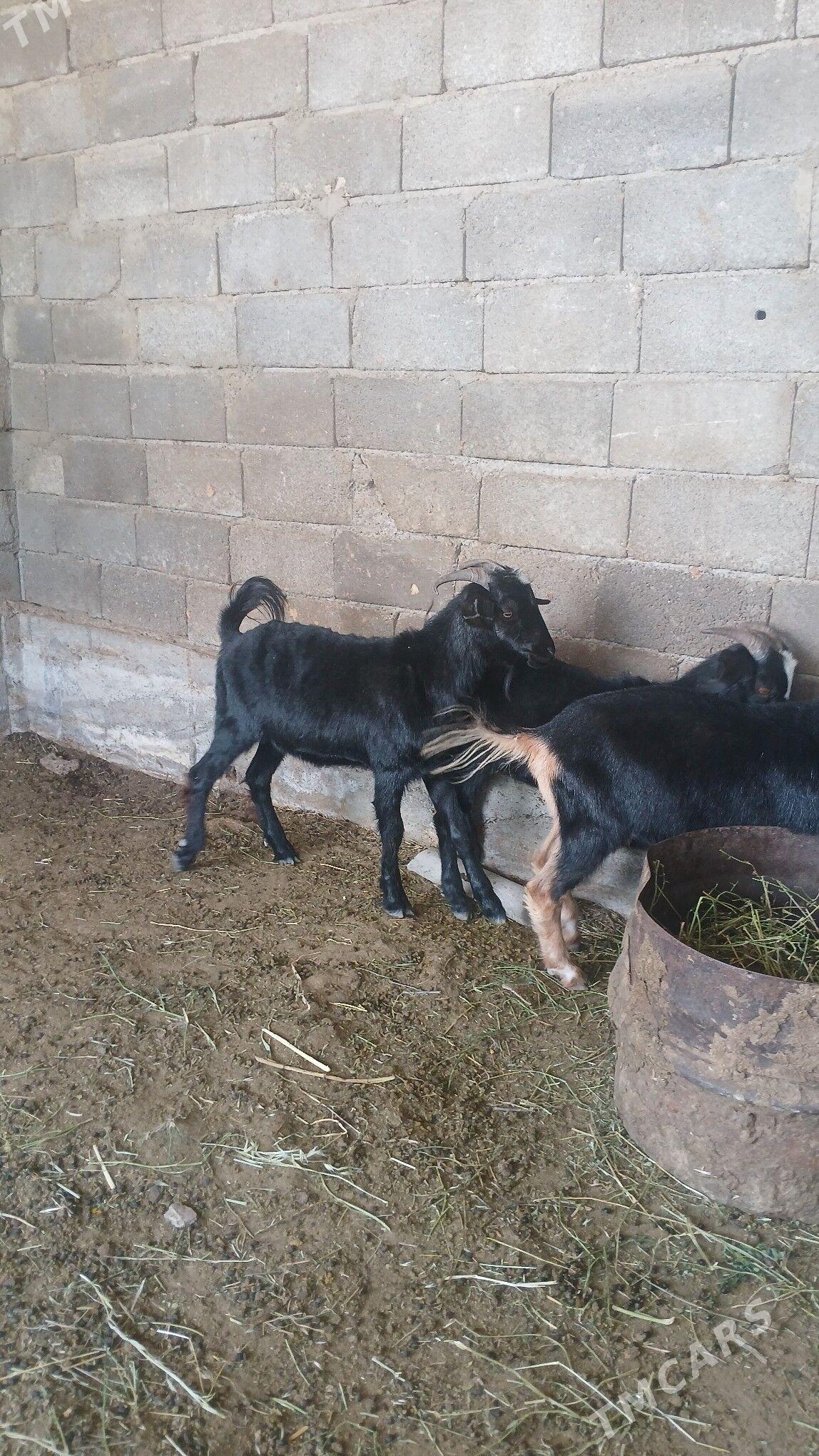 geci erkec - Bagyr - img 1