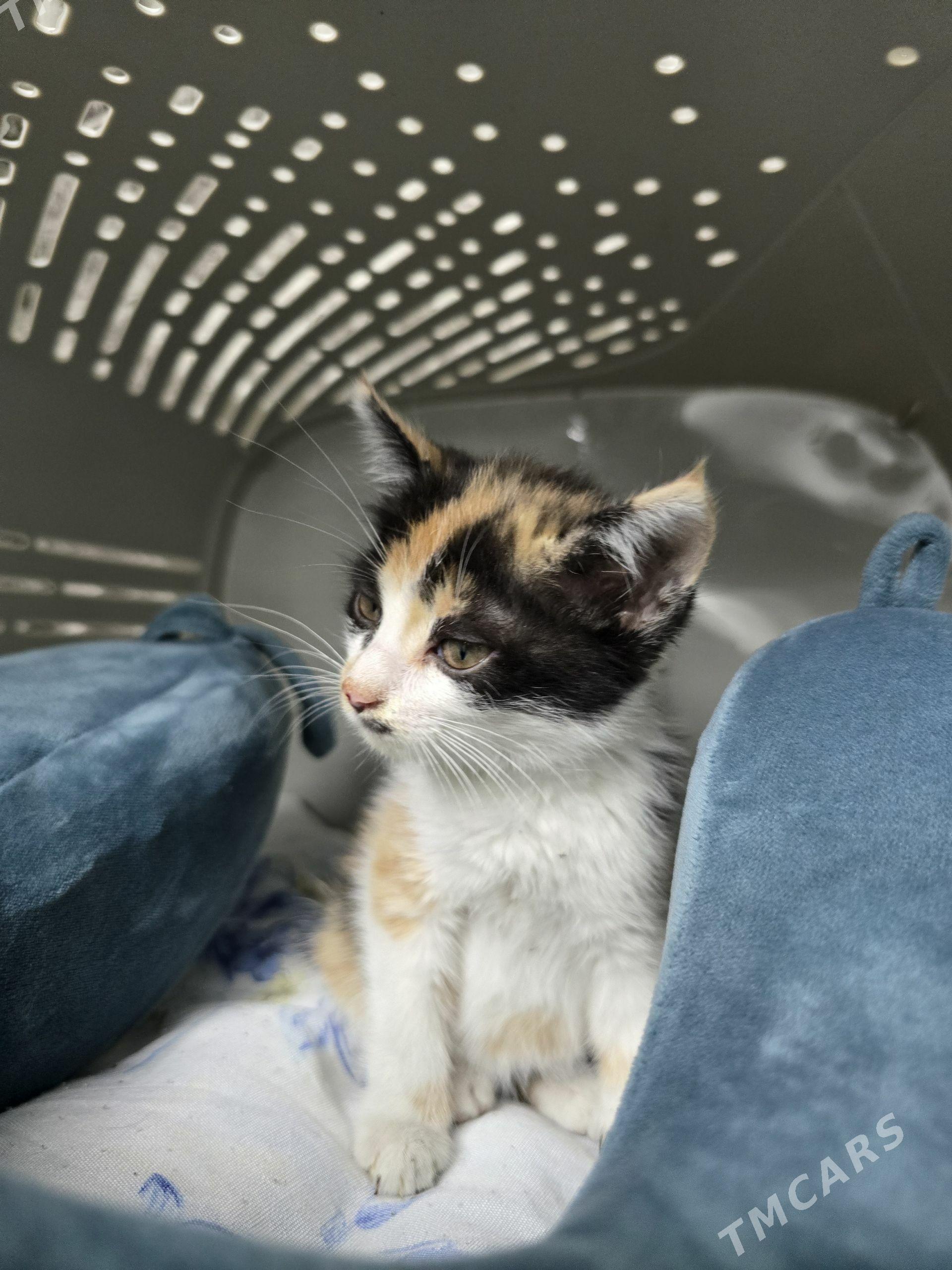 котёнок pişik - 10 мкр - img 1