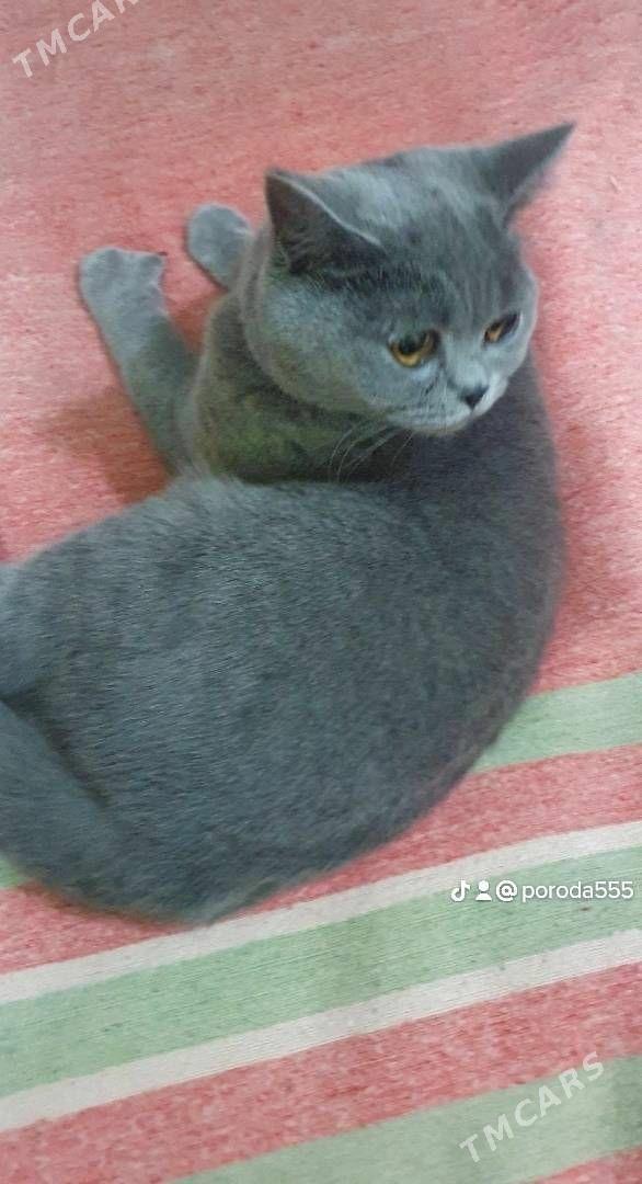 Шотландские котята - Ашхабад - img 1
