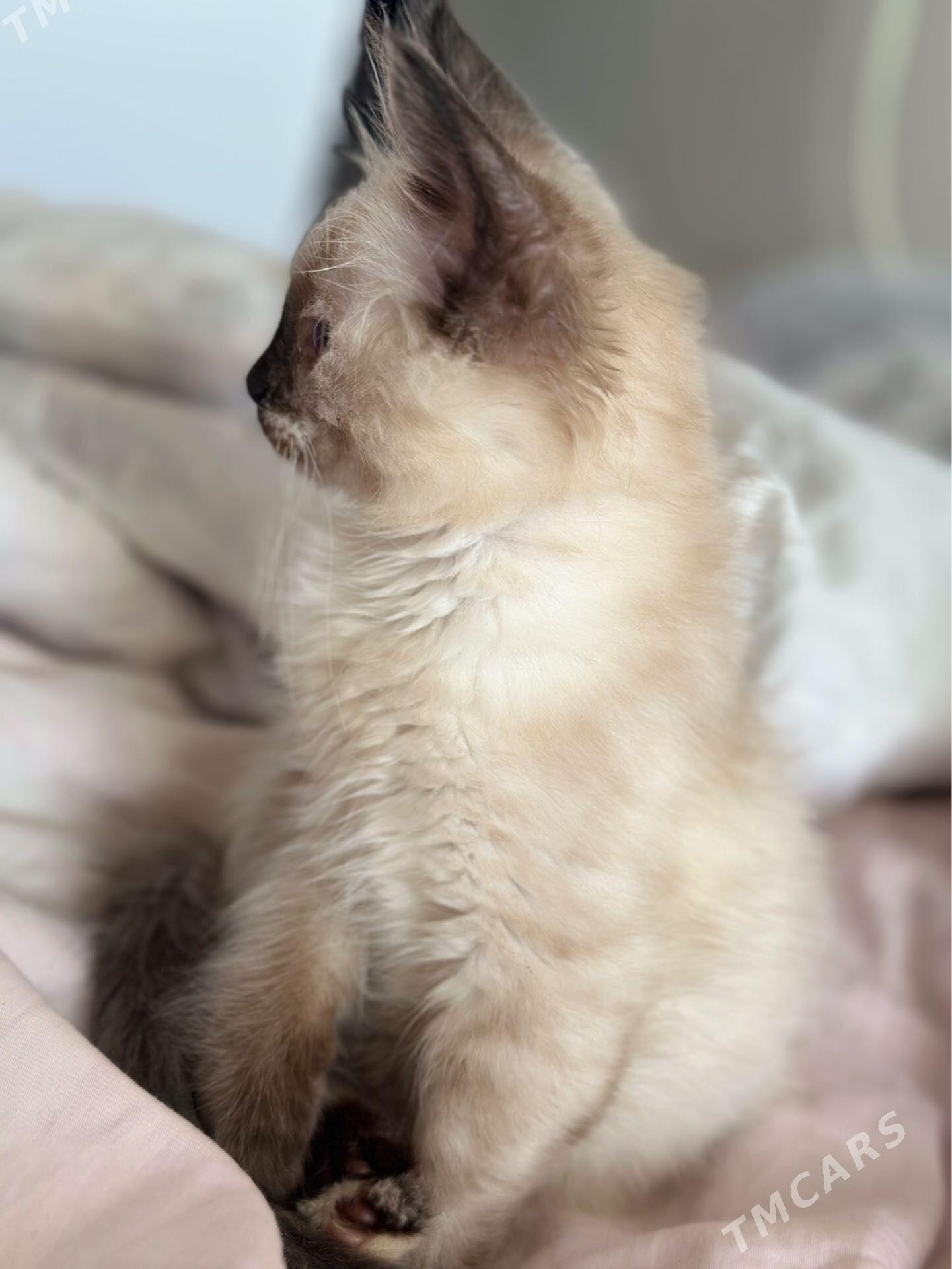 Сиамский котёнок - 10 мкр - img 1