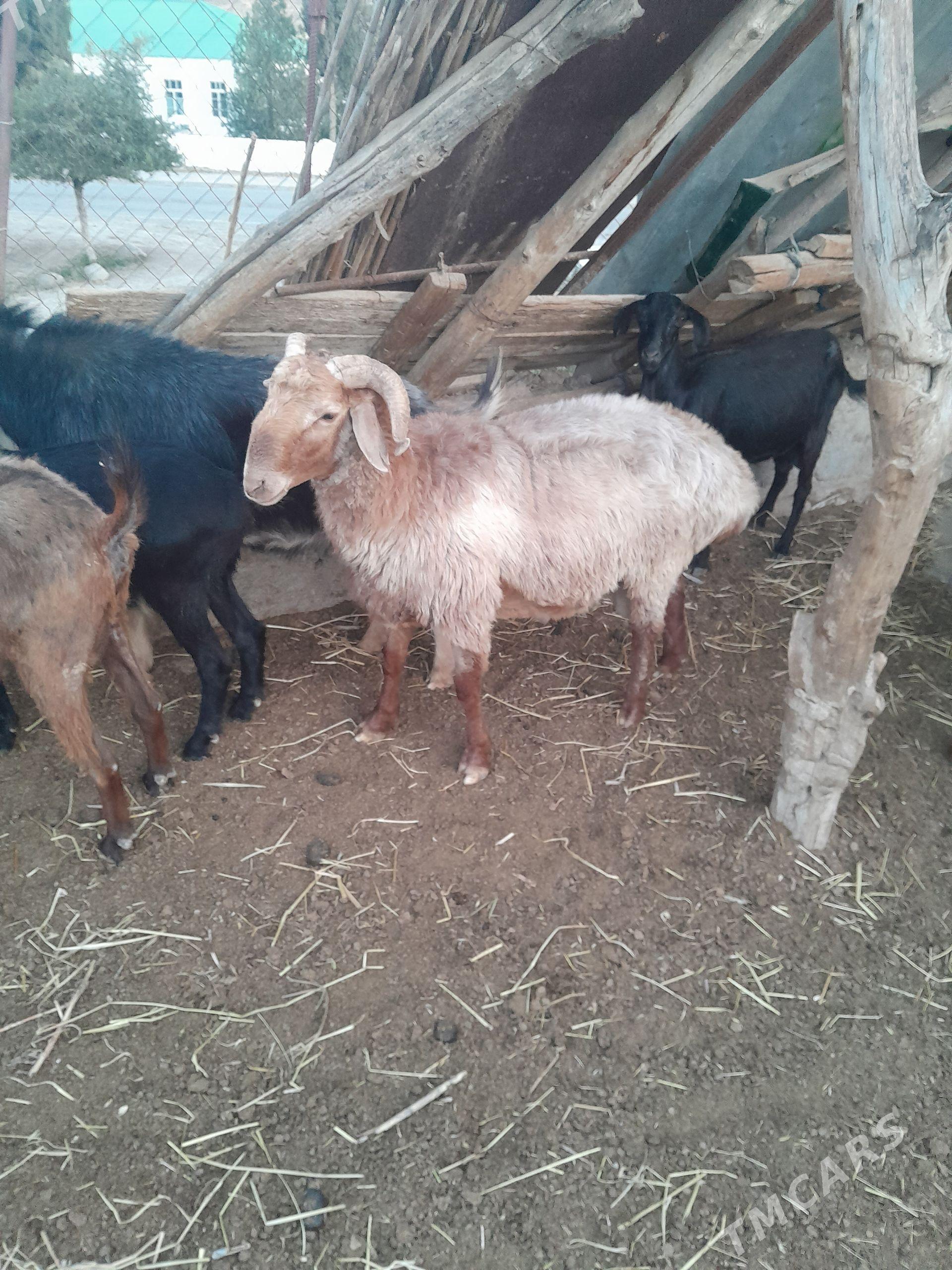 Goç - Magtymguly - img 1