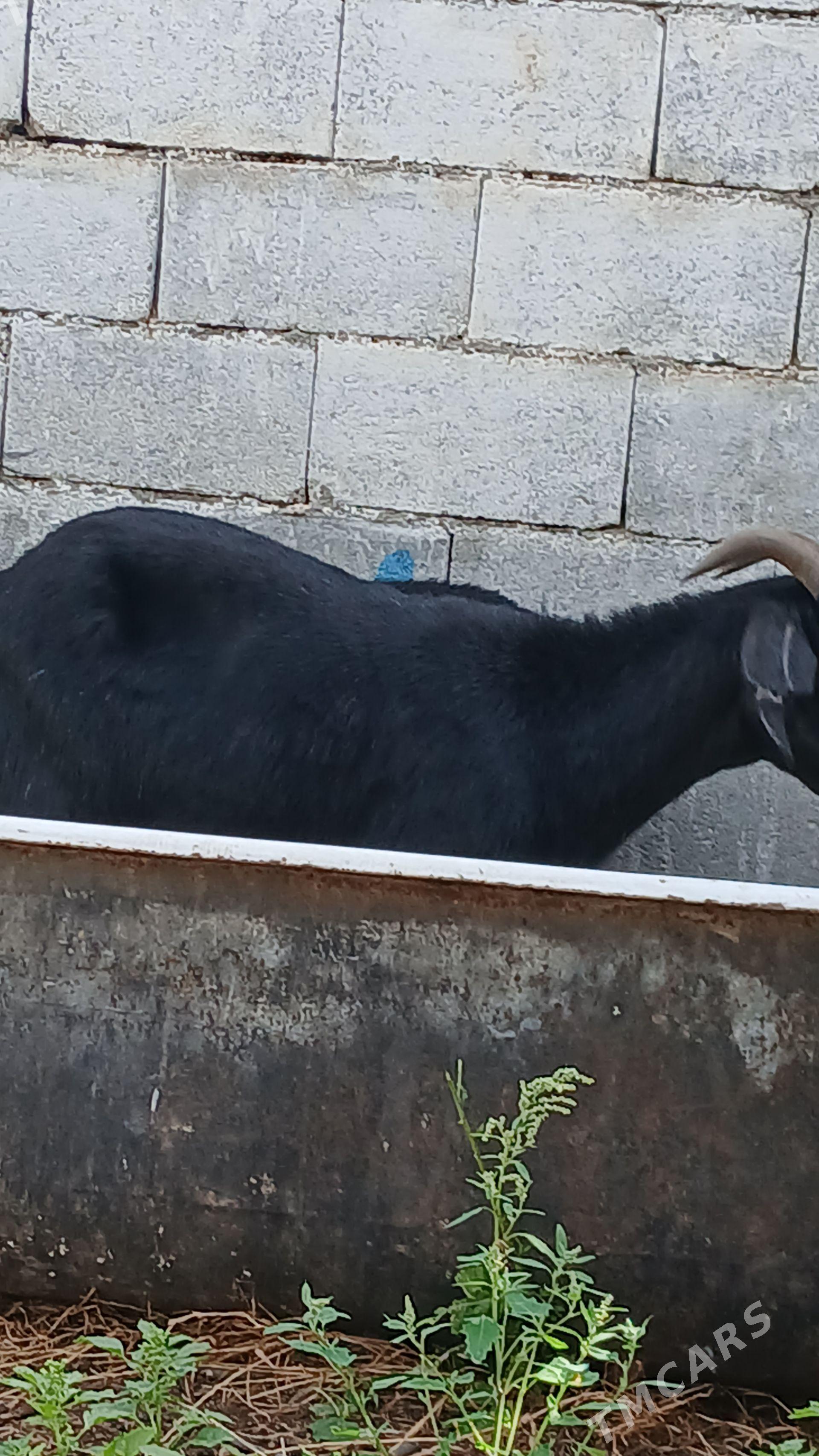 geçi dog erkeç - Багир - img 1