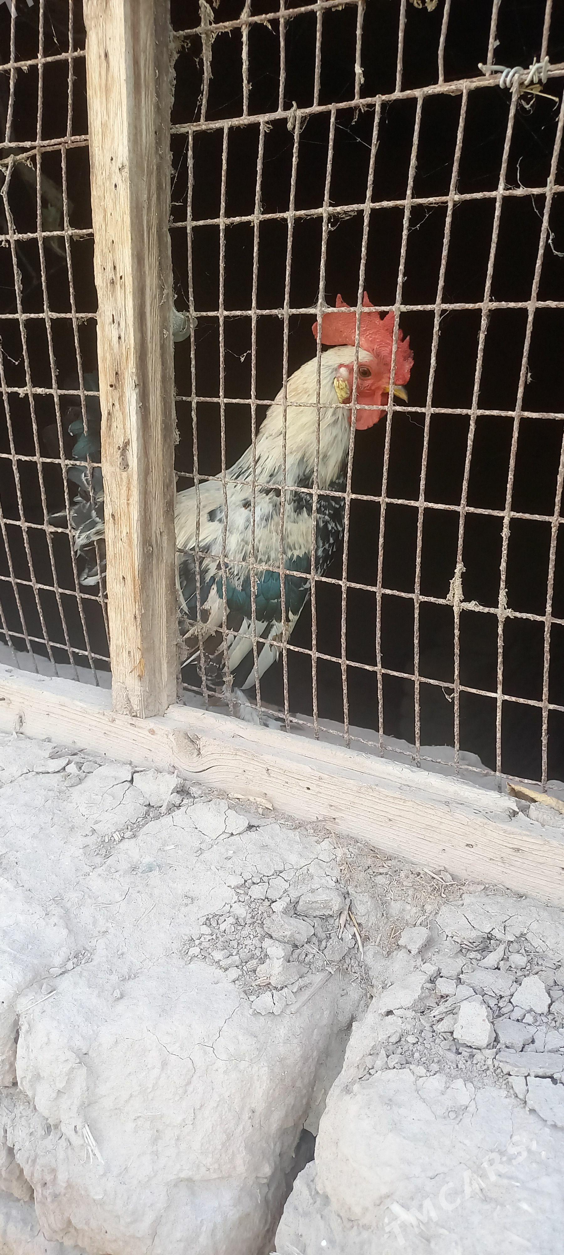karlik horaz - Şabat etr. - img 1