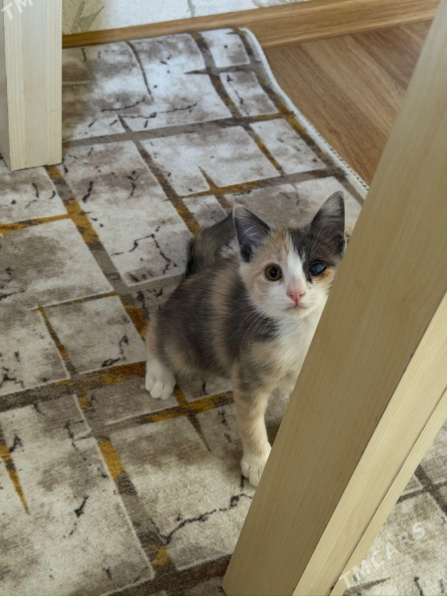 котенок - Aşgabat - img 1