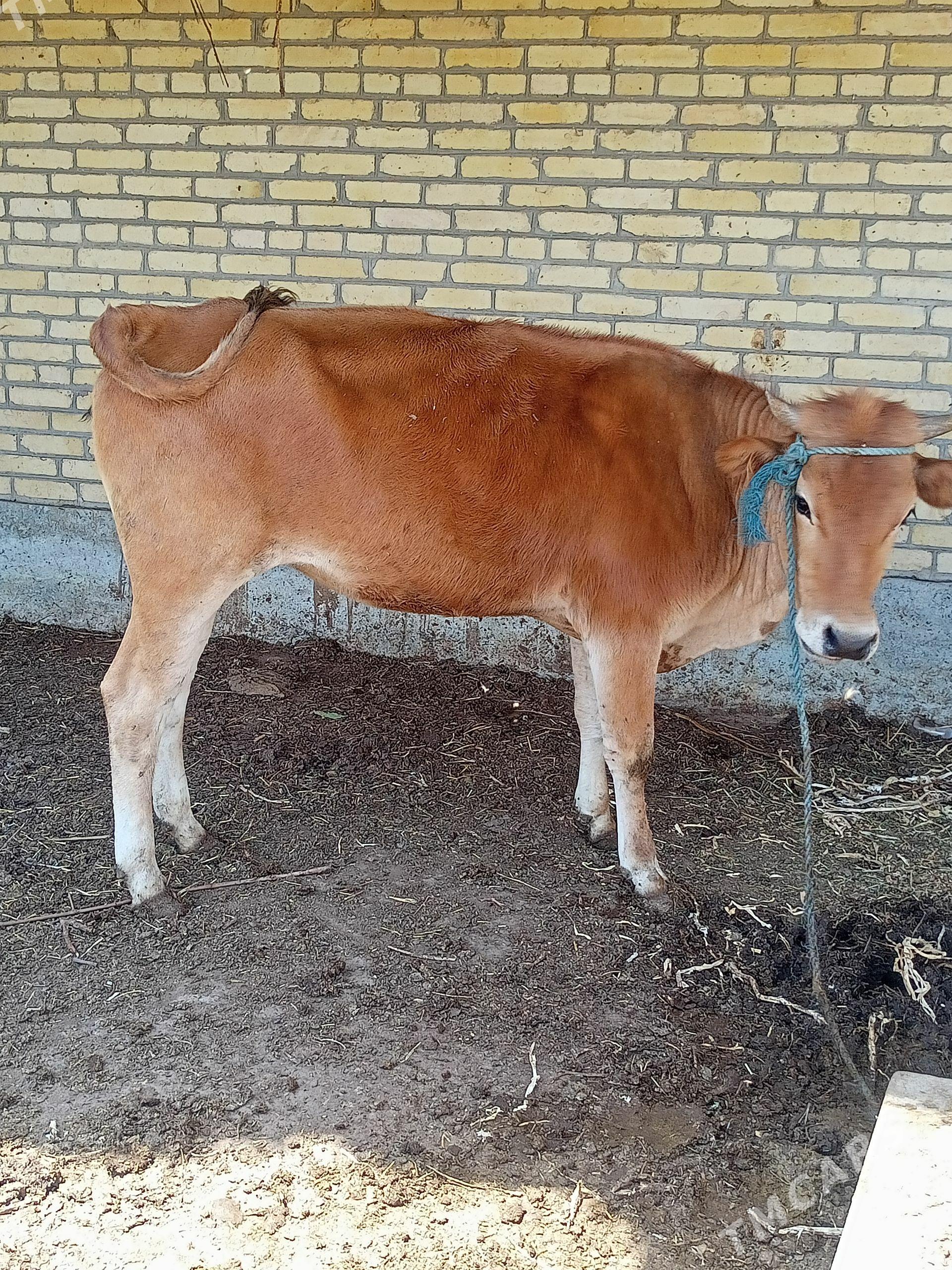 unajyn - Çärjew - img 1