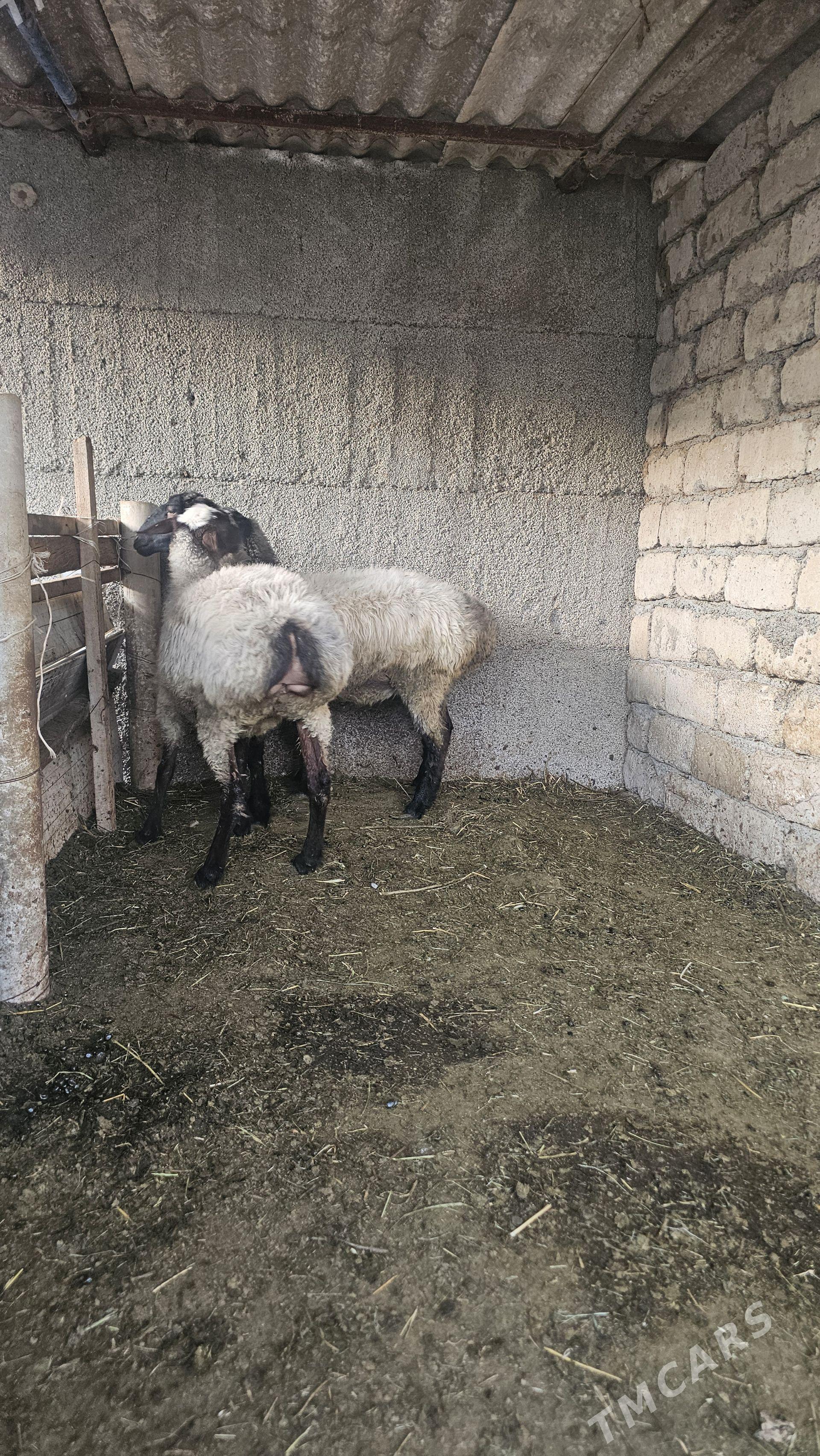 Satlyk goyun işşek - Büzmeýin - img 1