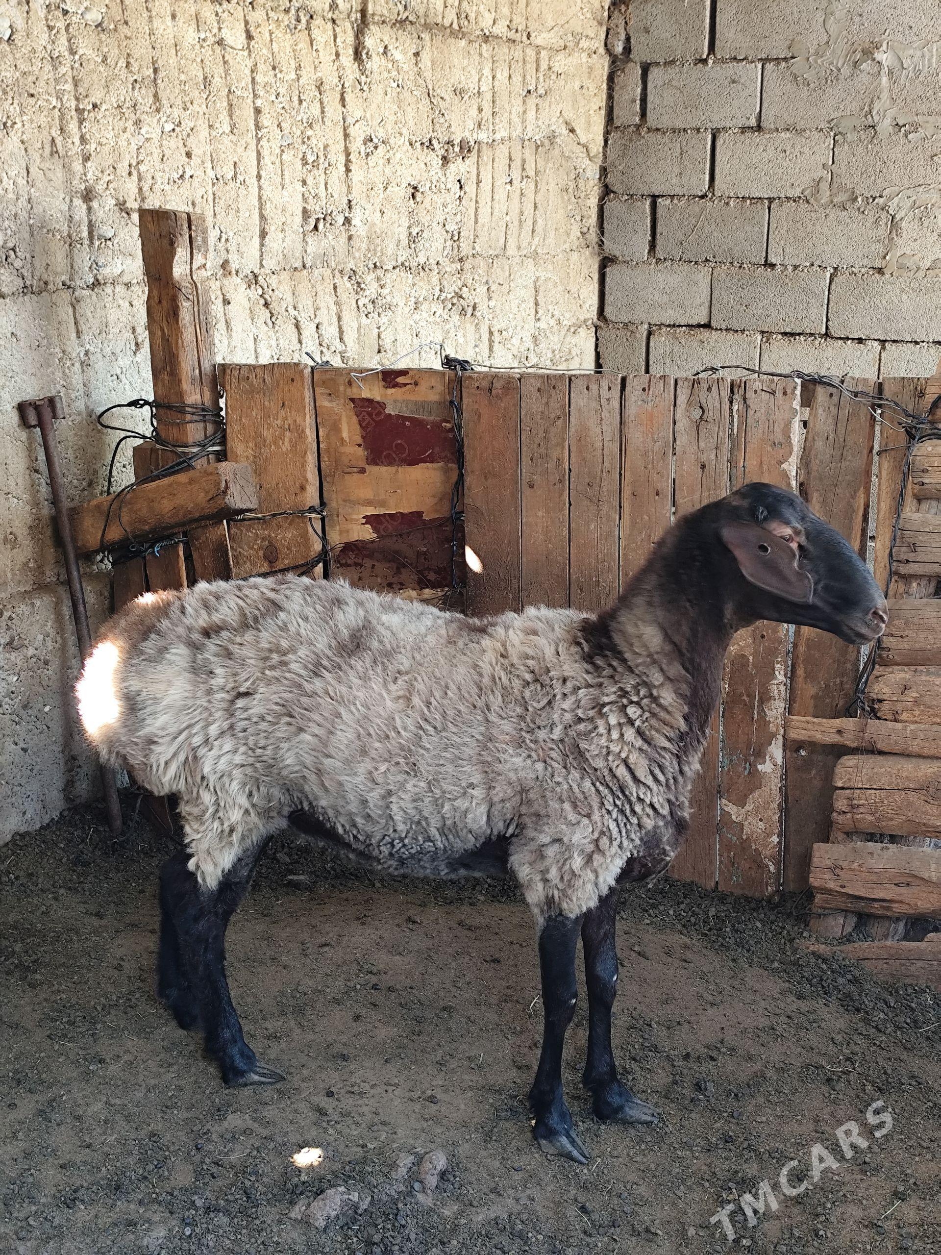 Goyun öweç - Ашхабад - img 1