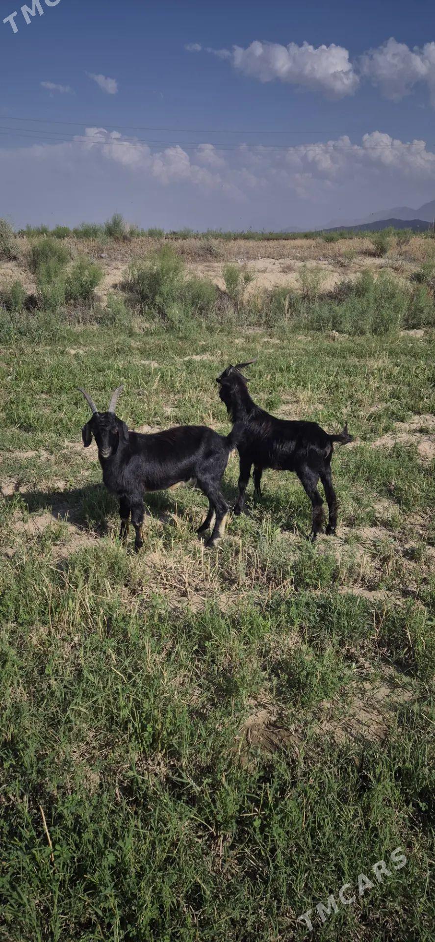 dog - Бахарден - img 1