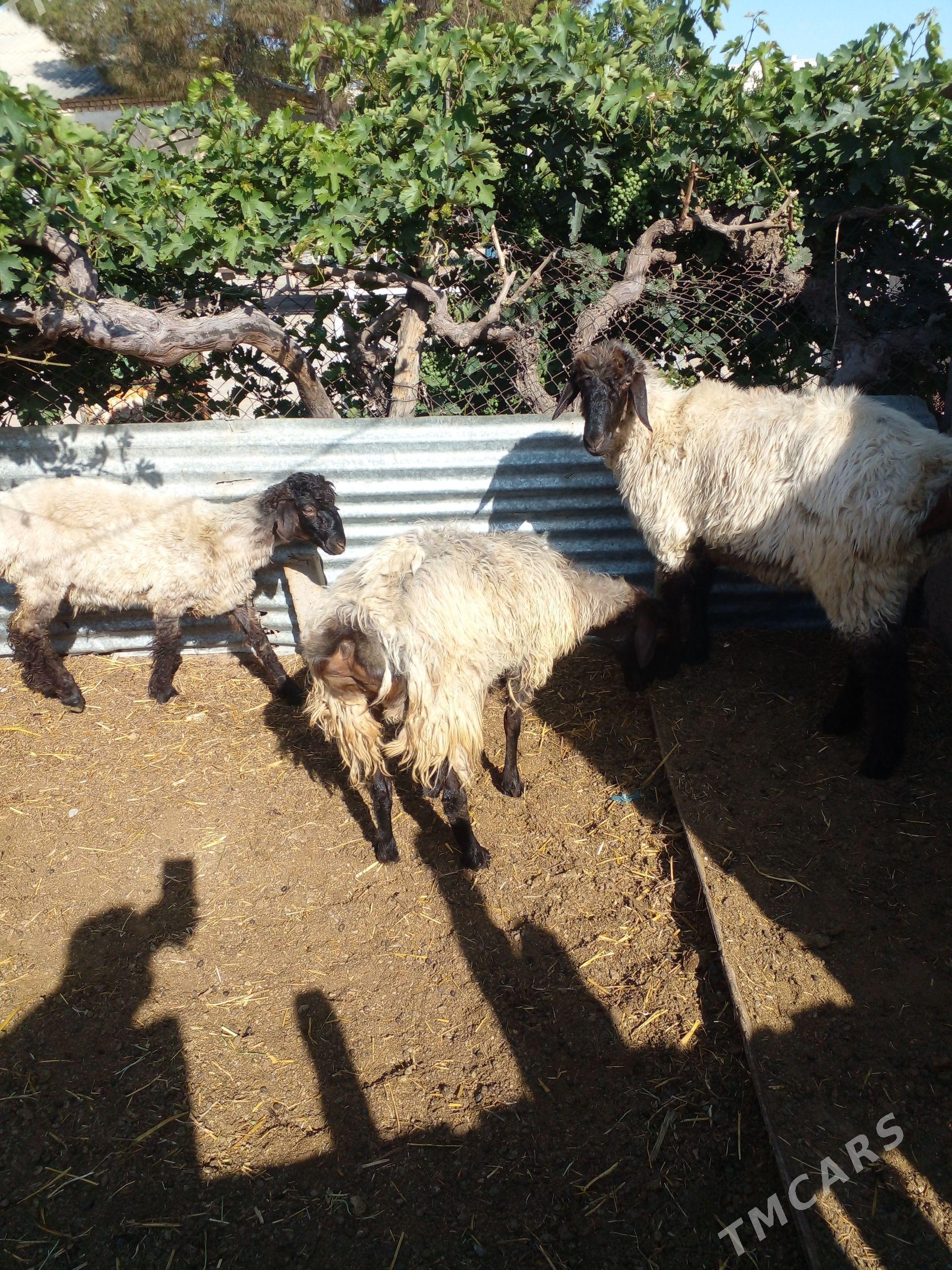 işşek - Гёкдепе - img 1
