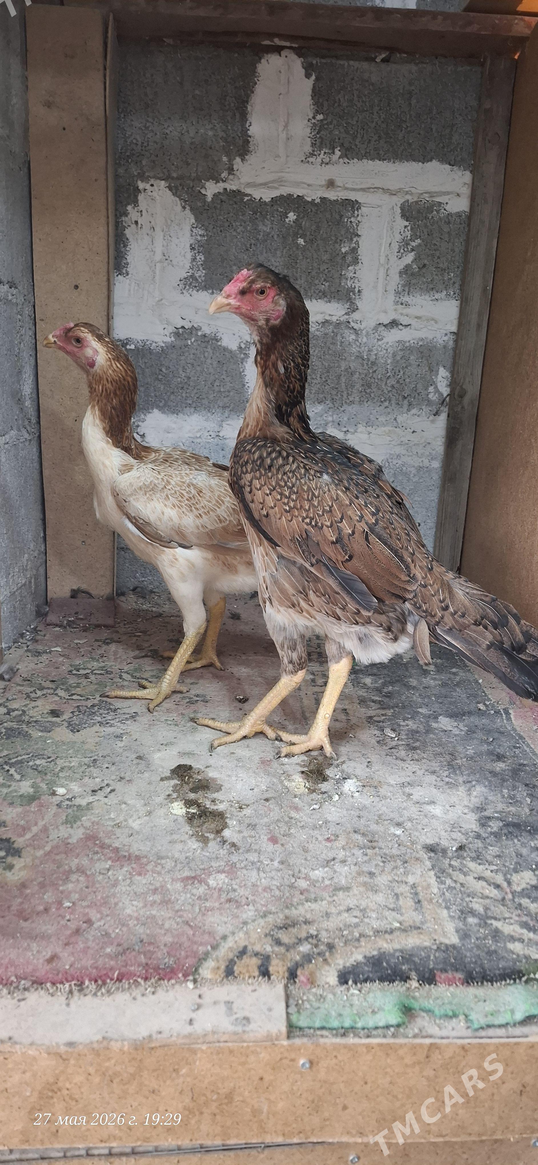 taskent maki 2sany ozbek - Гёкдепе - img 1