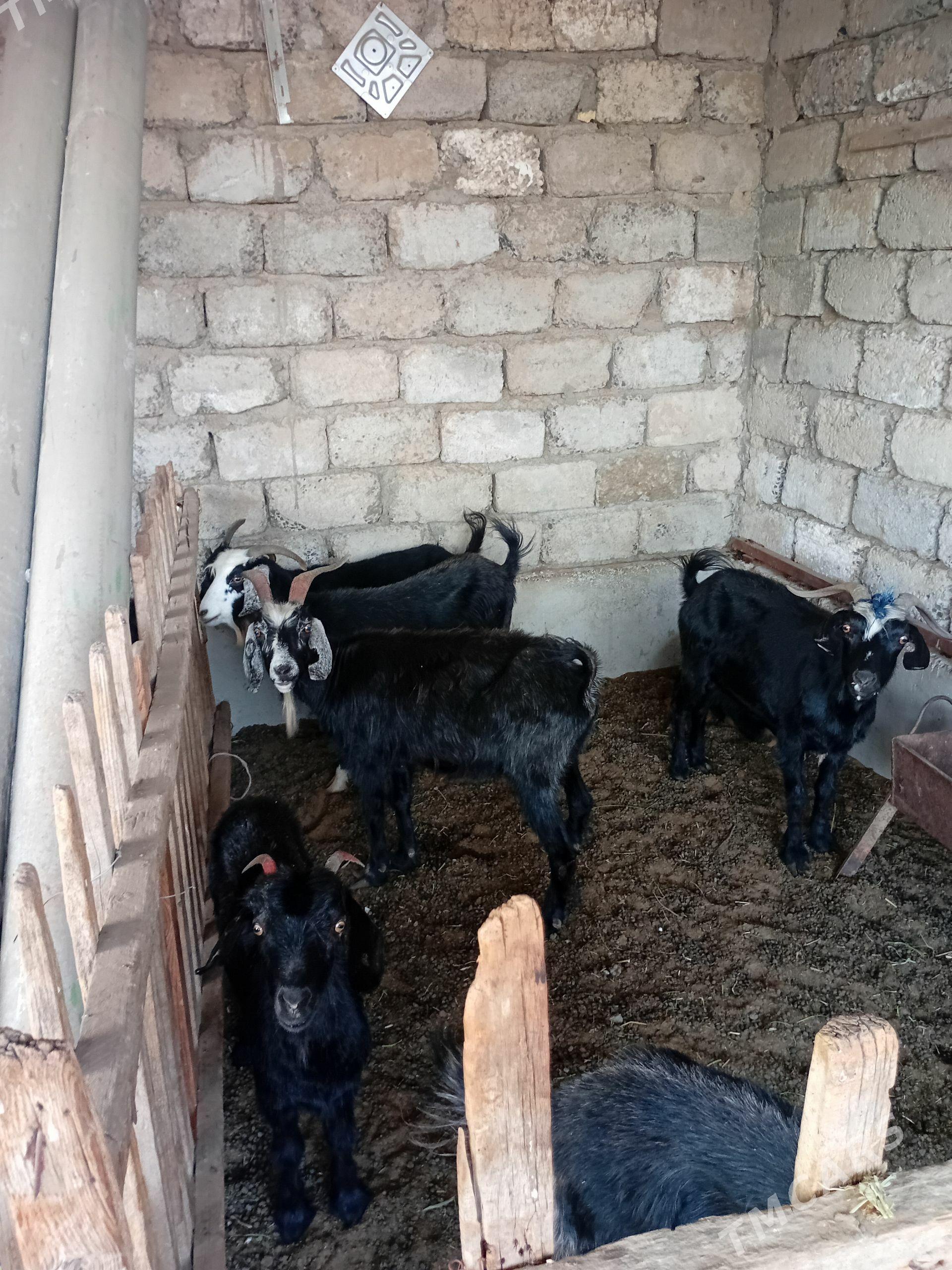 Gurat gysyr geçiler - Garadamak Şor - img 1