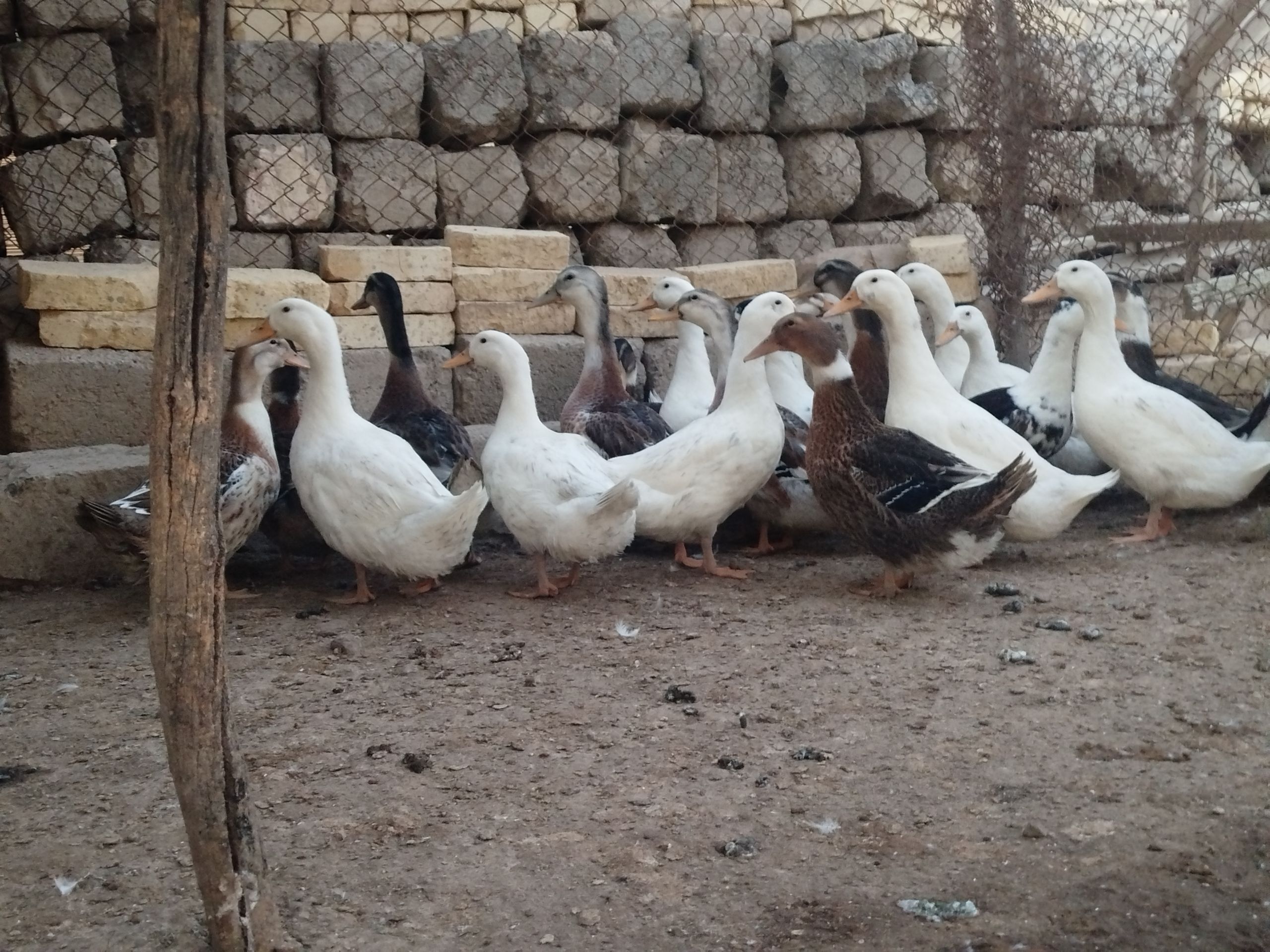 Ördek gak gak - Wekilbazar - img 1