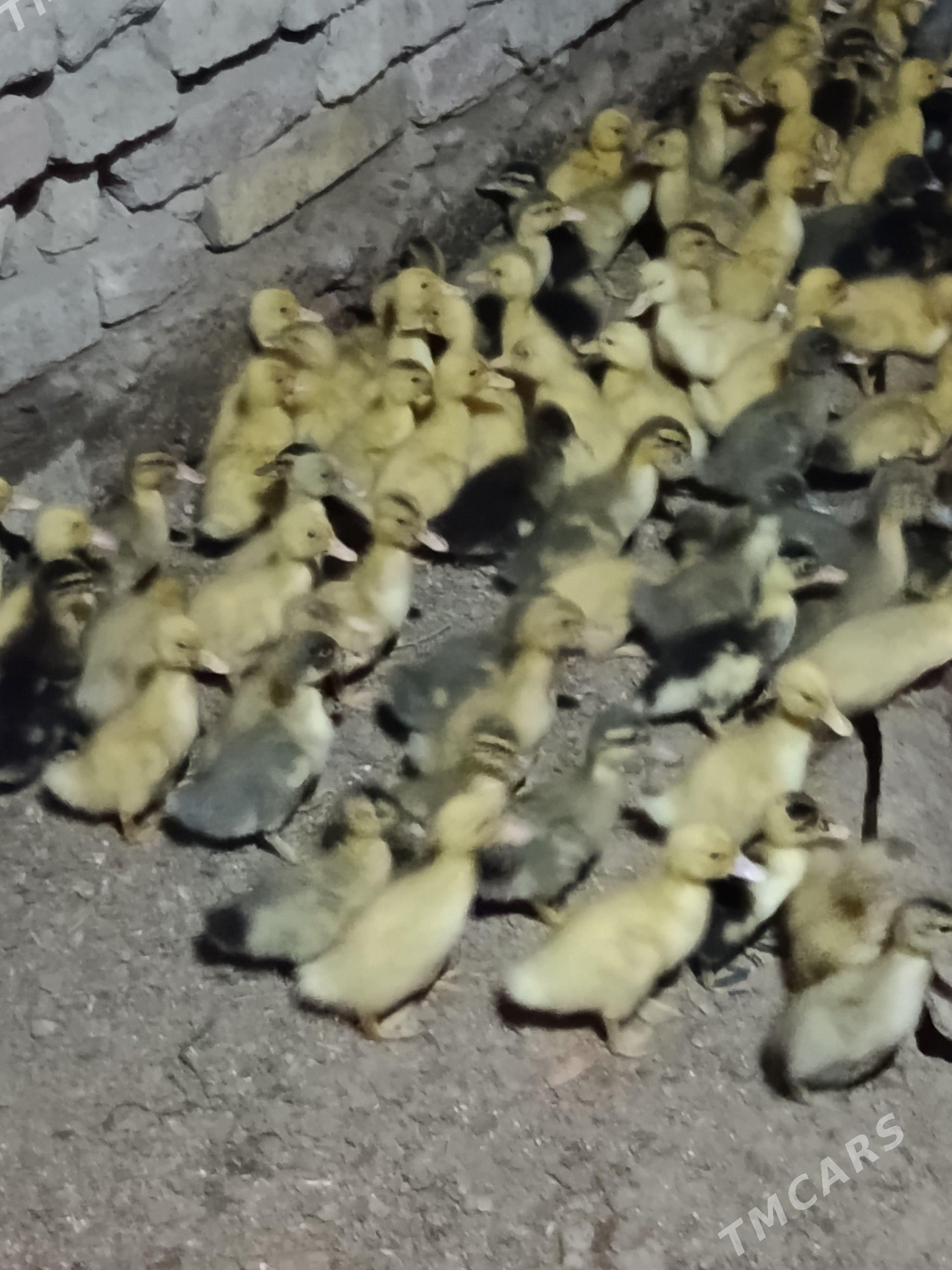 ýaşylbaş ördek jüýje gak gak - Murgap - img 1