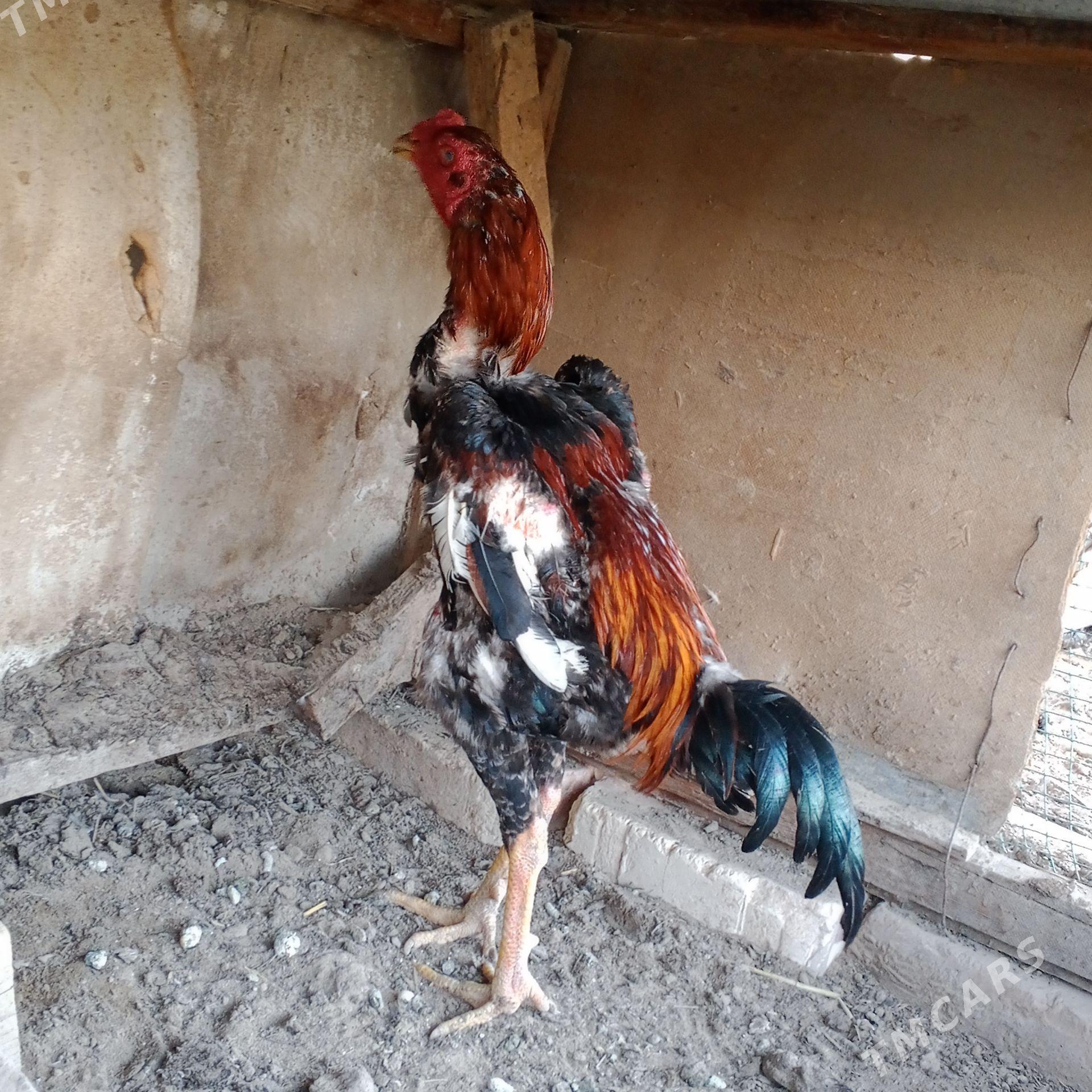 Baycy horaz - Baýramaly - img 1