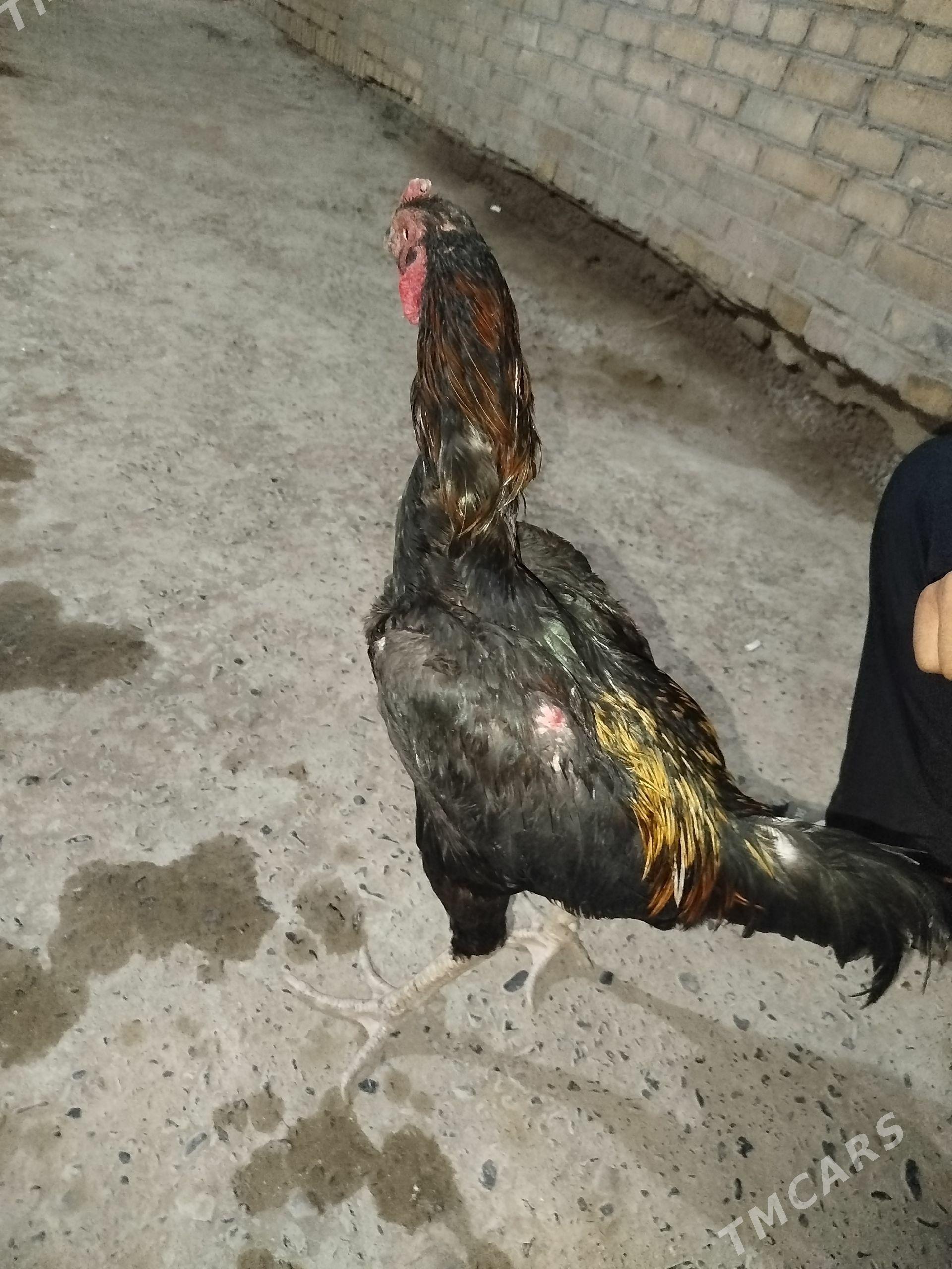 horaz - Sakar - img 1