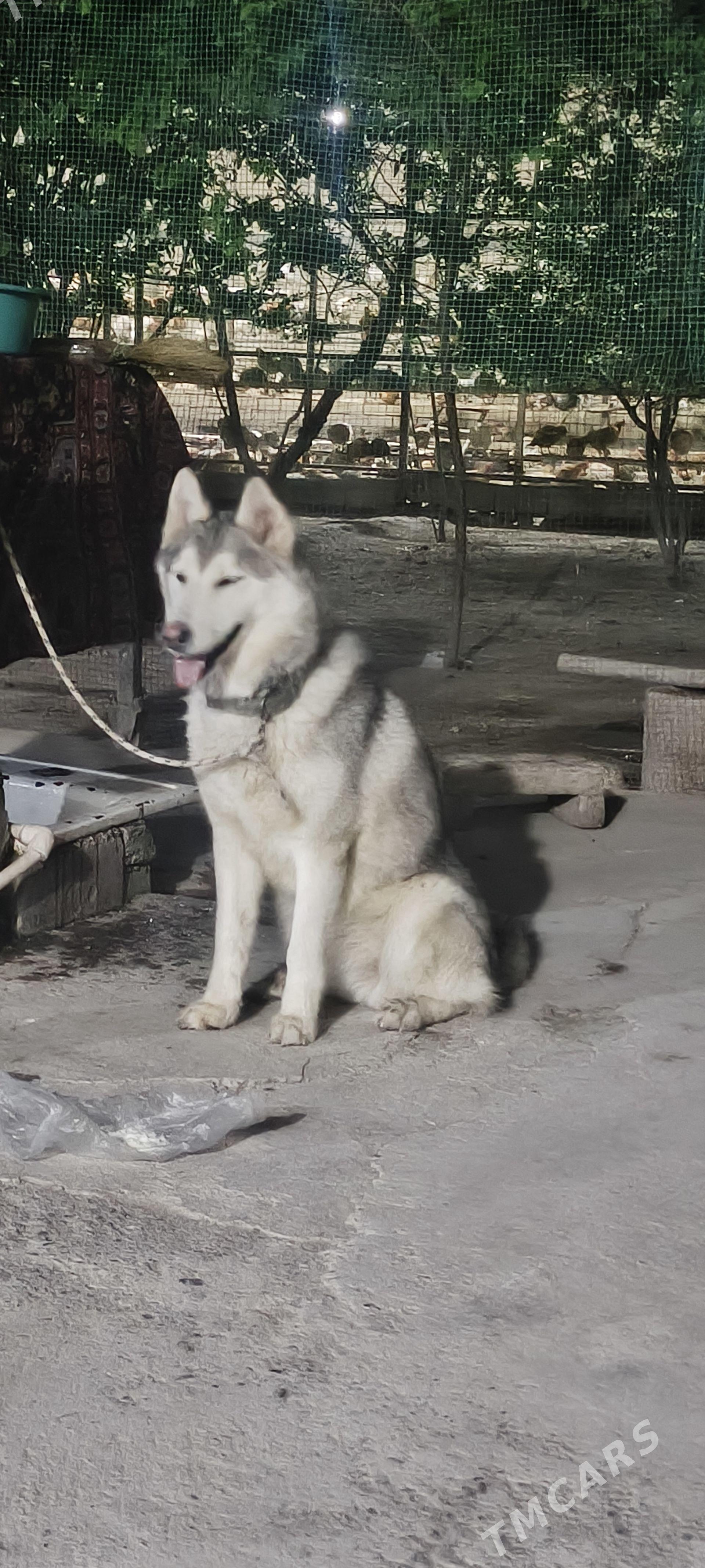 haski xaski - Aşgabat - img 1