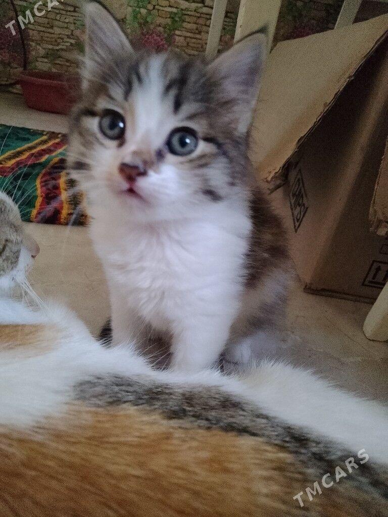 отдам в добрые руки котика - Мары - img 1