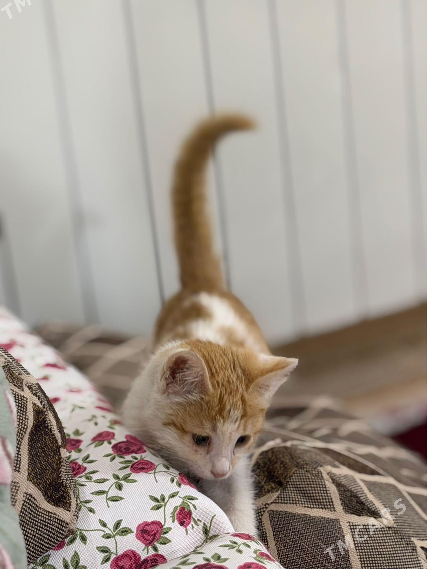 Котёнок pişik - Чоганлы - img 1