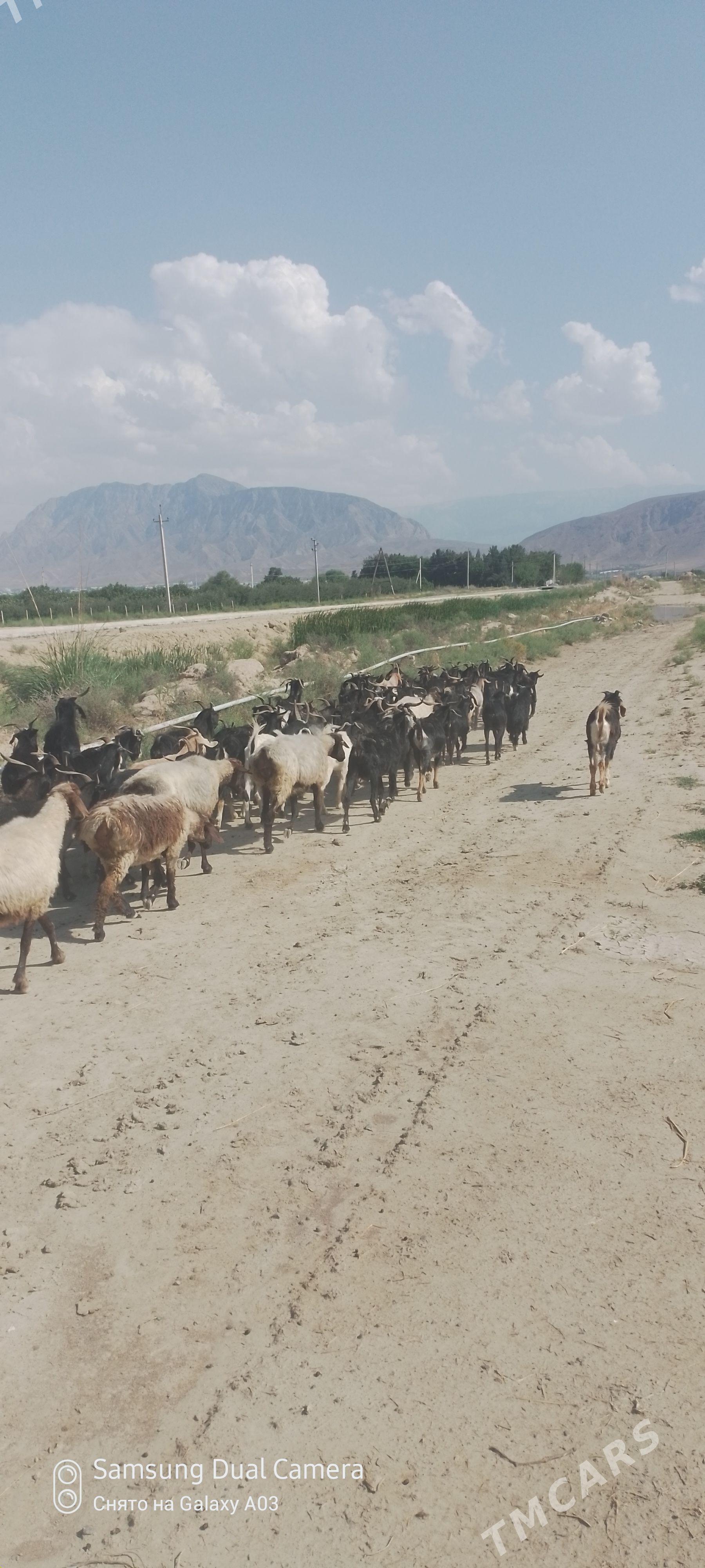 erkeç dog geçi - Гёкдепе - img 1