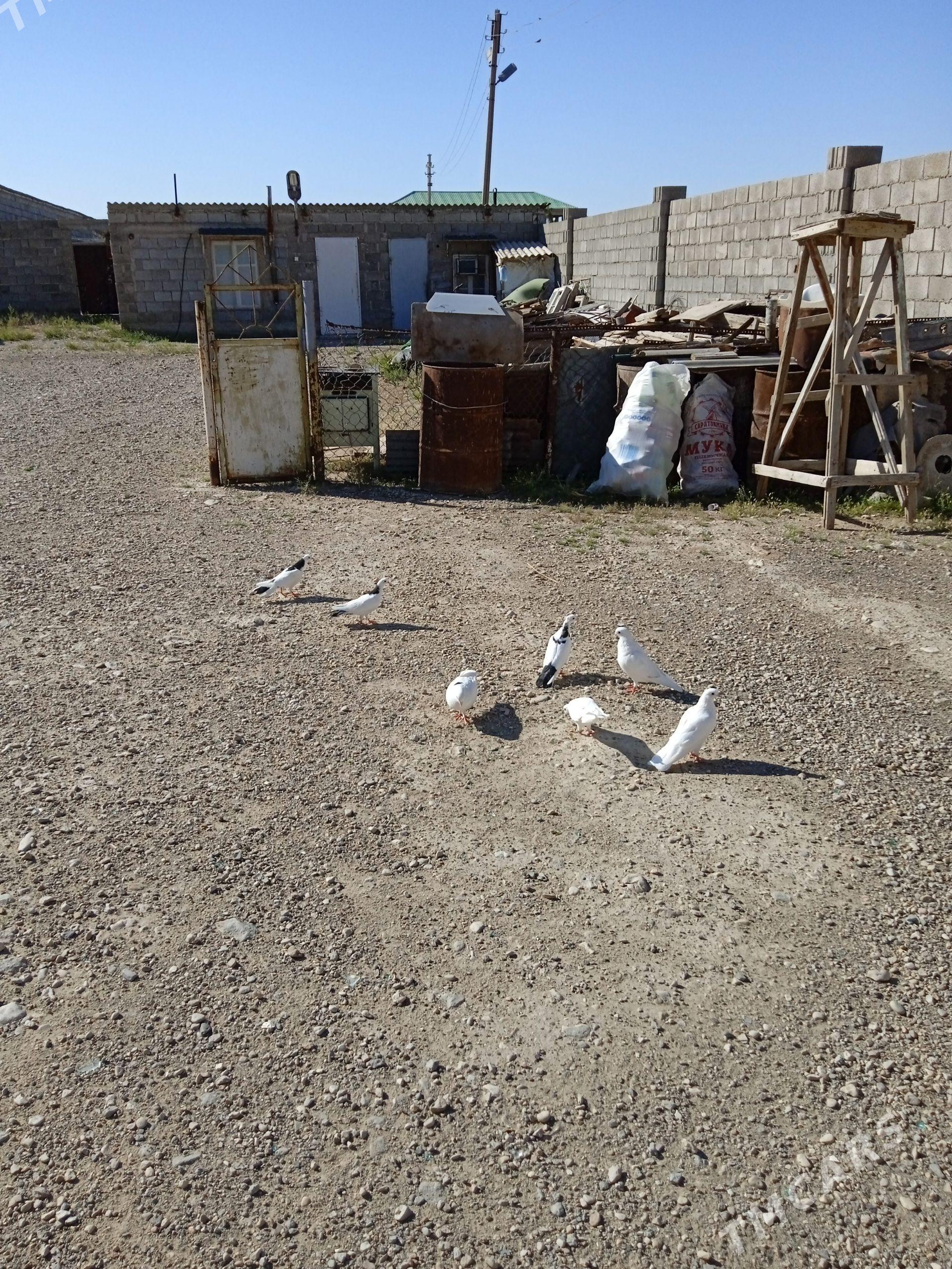 Kepderi - Balkanabat - img 1
