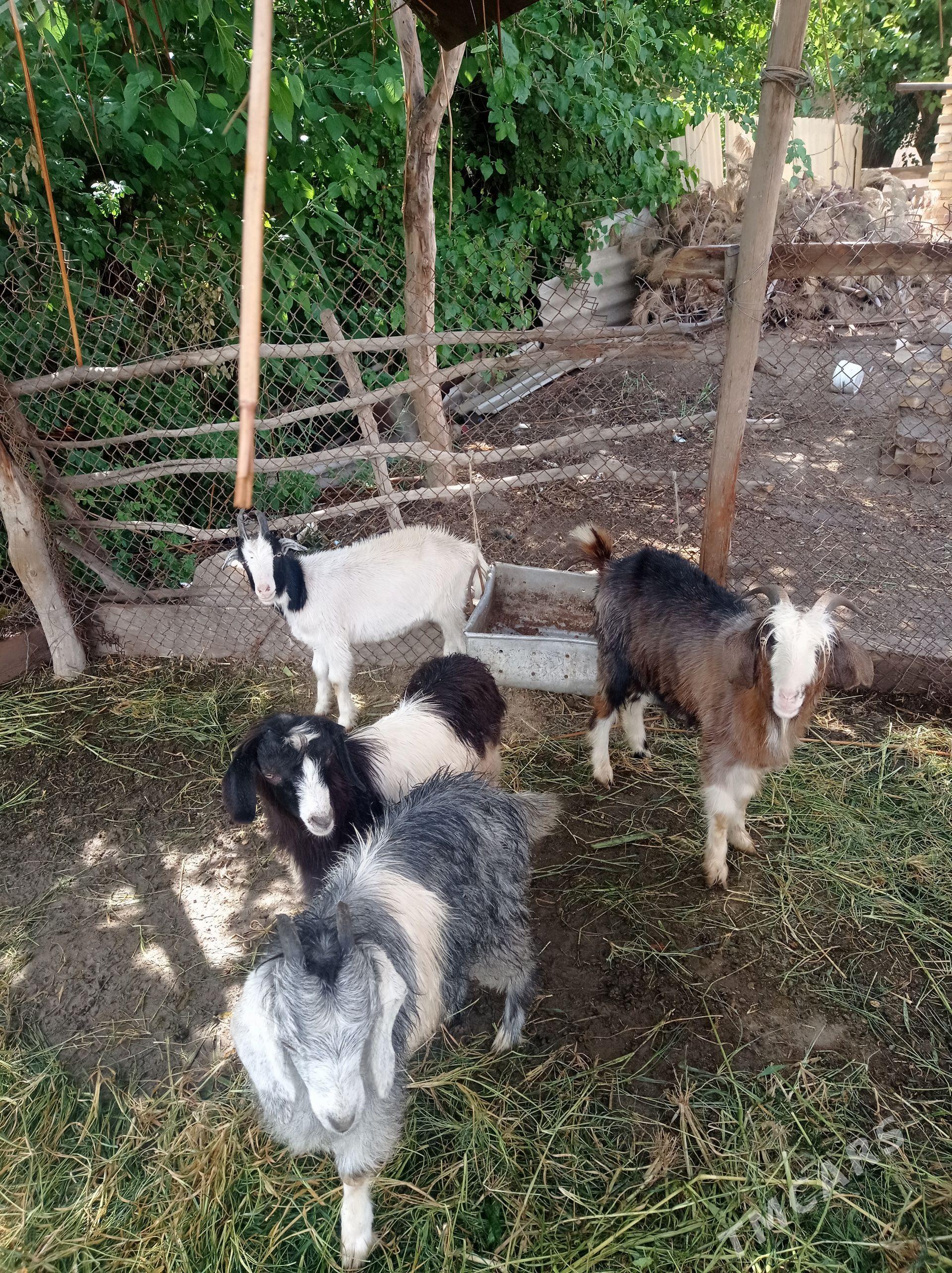 serkeler ve geçi - Farap - img 1