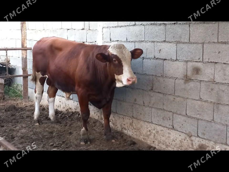 Howur okuz Simental - Büzmeýin - img 1