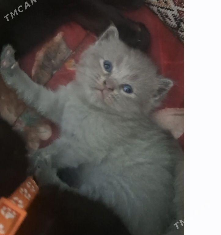 Çaga Pișik - Дашогуз - img 1