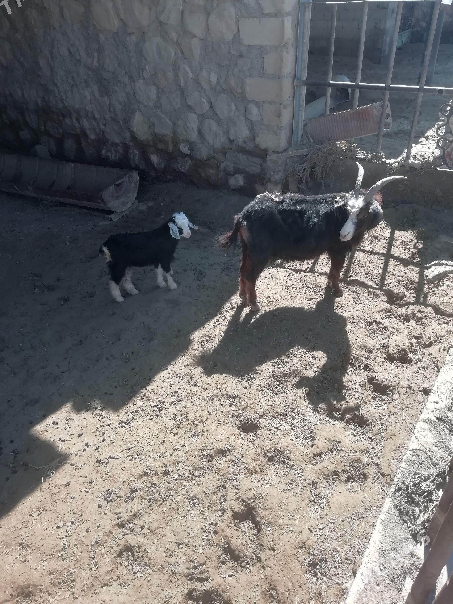 Geci owlakly - Balkanabat - img 1