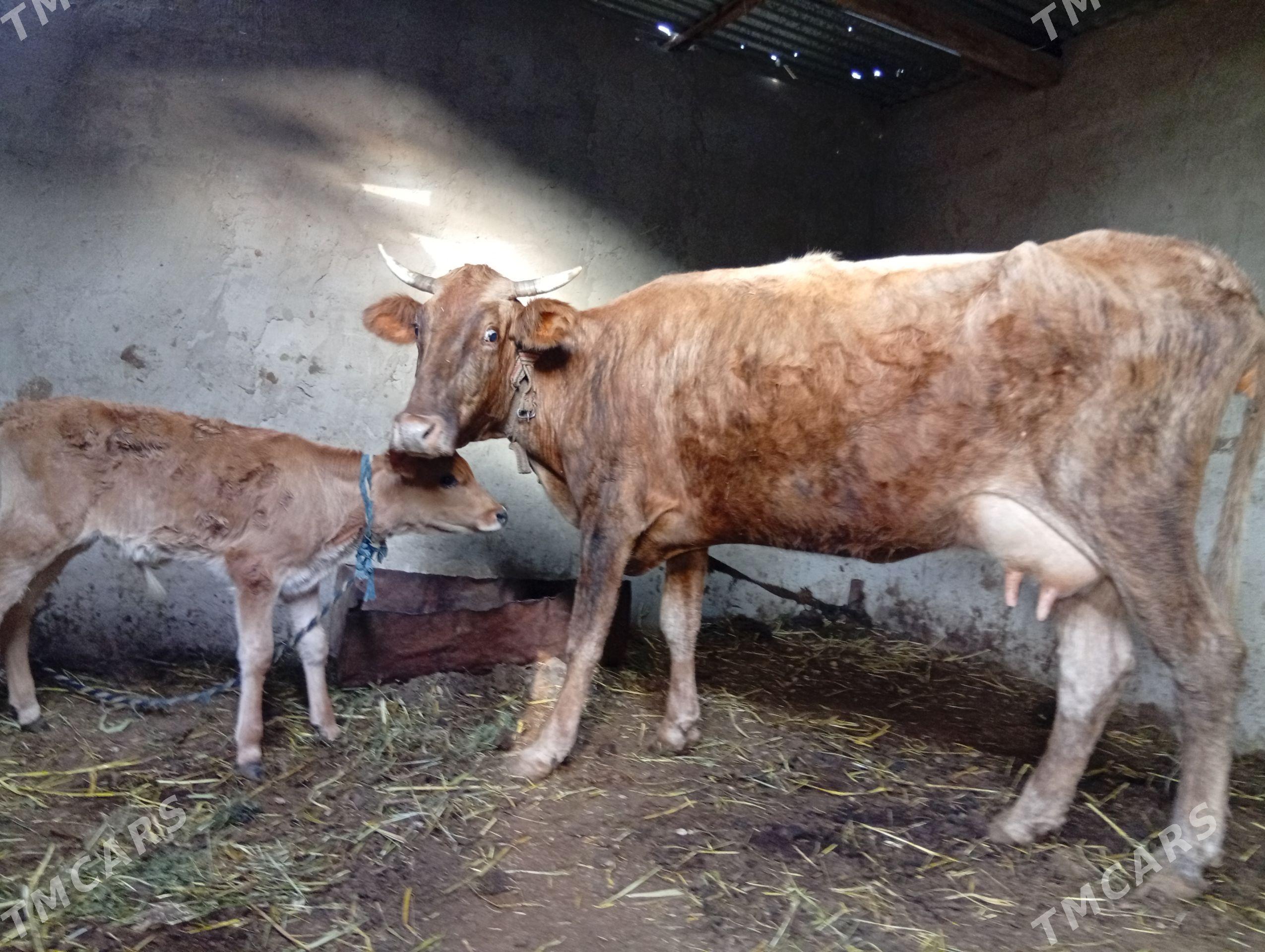 goleli sygyrlar - Wekilbazar - img 1