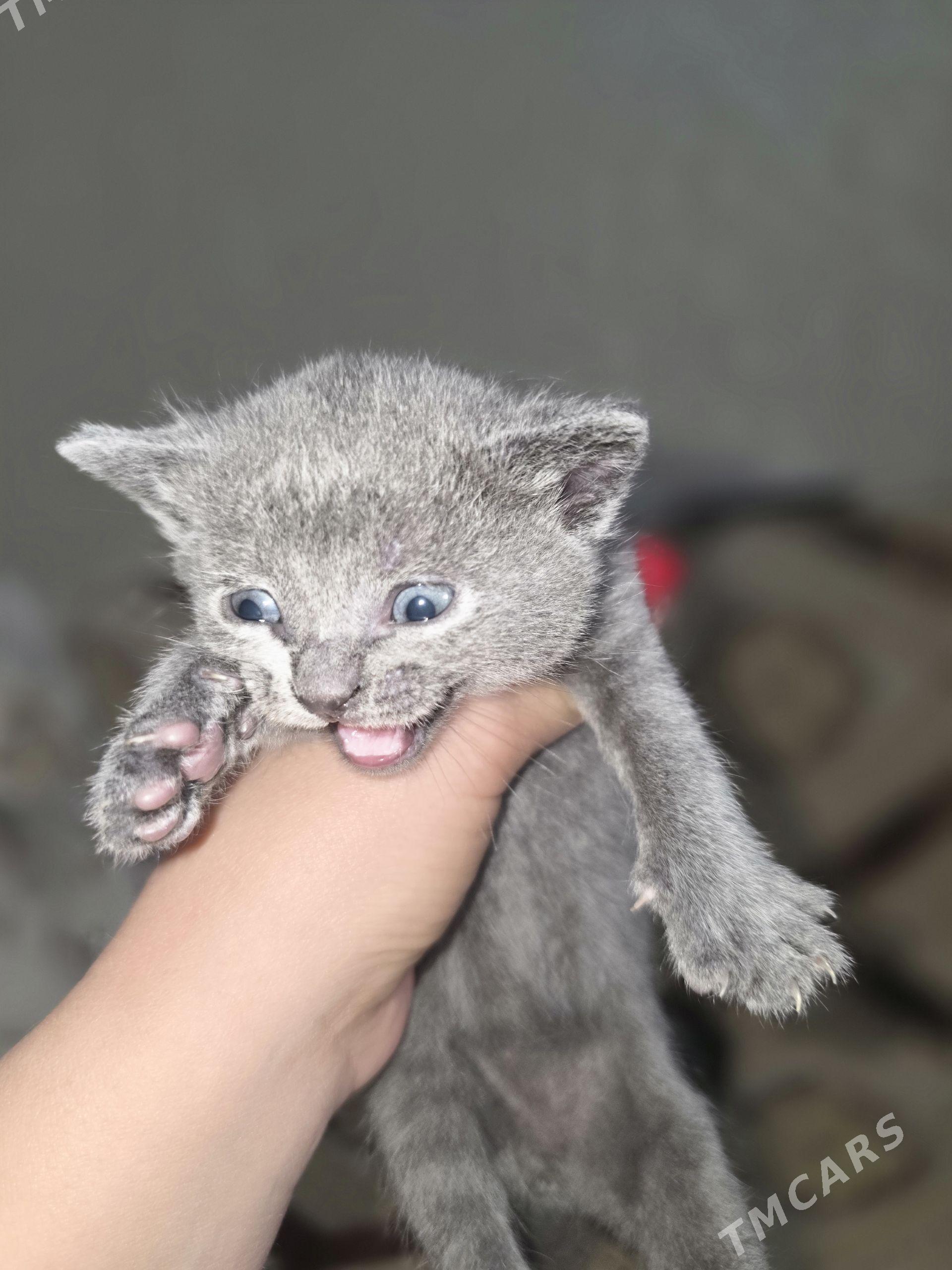 котята - Туркменбаши - img 1