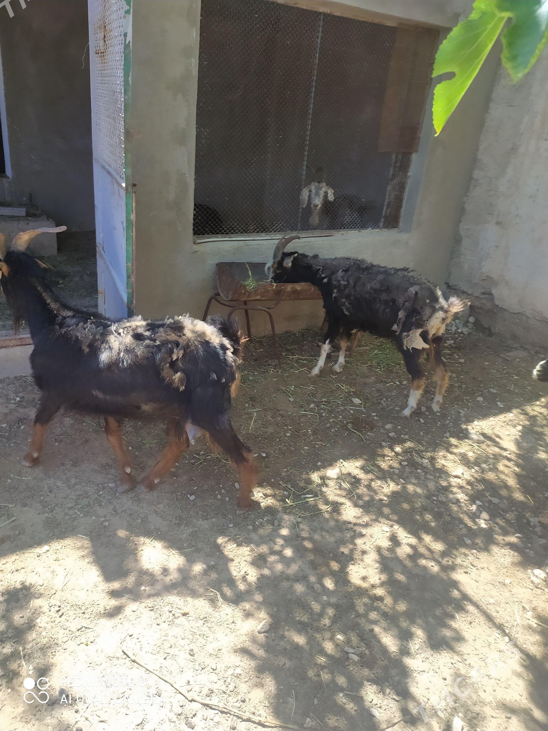 Geci - Balkanabat - img 1