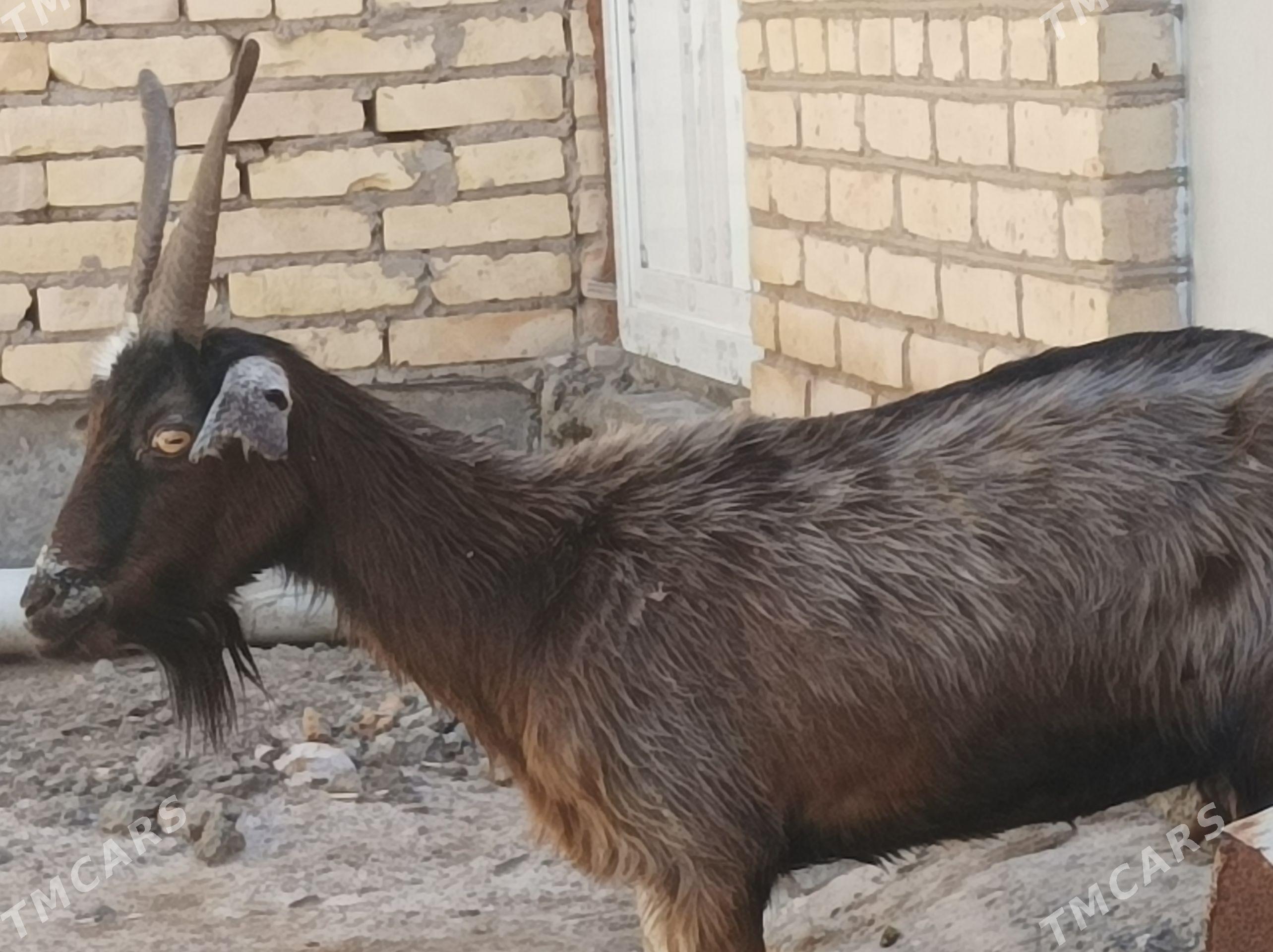 Geci serke owlak - Дянев - img 1