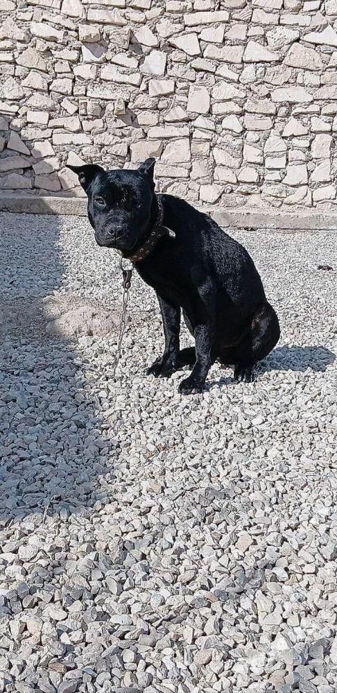 PITBULGBRITKONE KORSE - Balkanabat - img 1