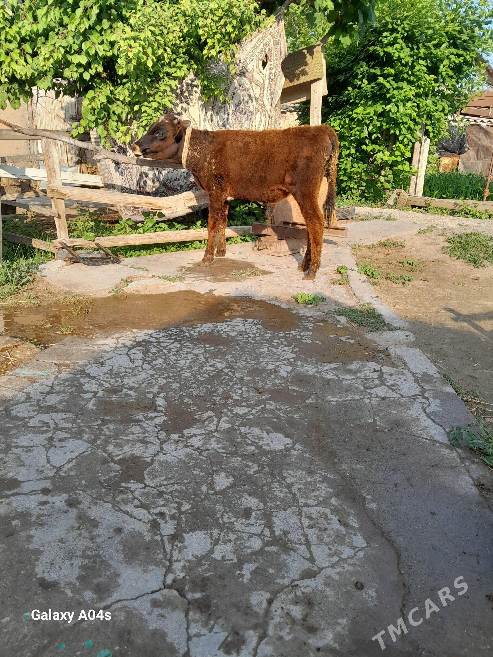 öküz - Кëши - img 1