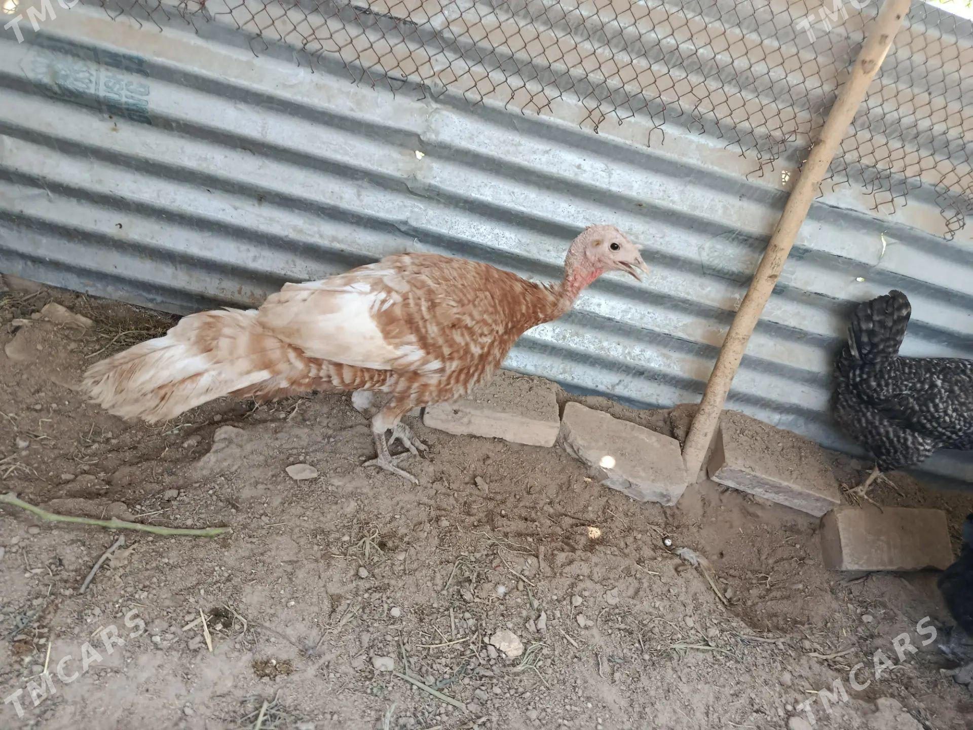 owgan indyuk - Чарджоу - img 1