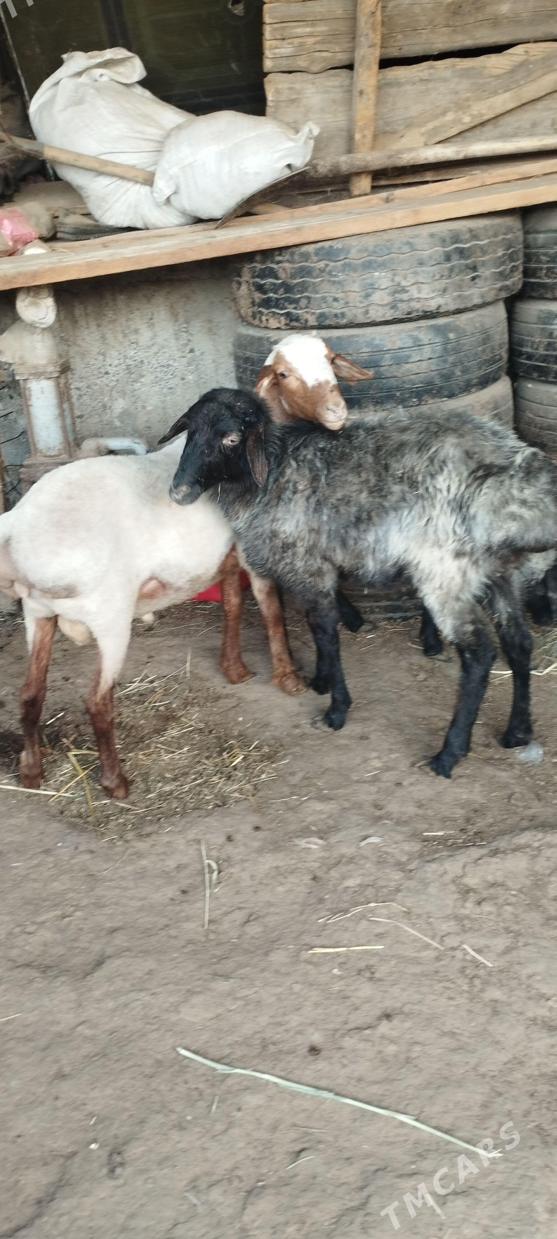 işşek goýun tokly - Gökdepe - img 1