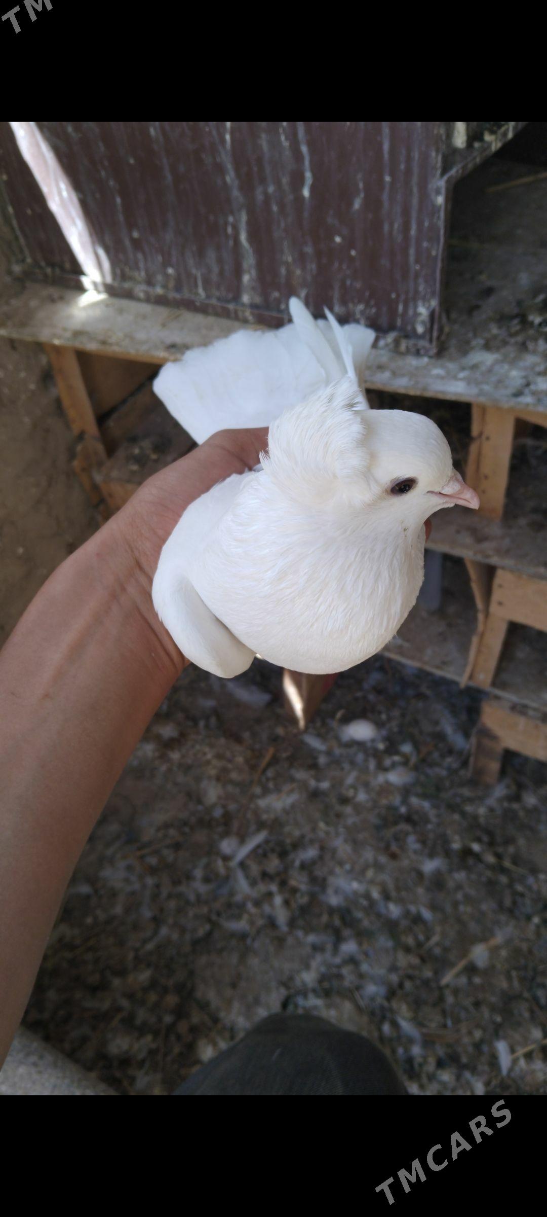 kepderi - Mary - img 1