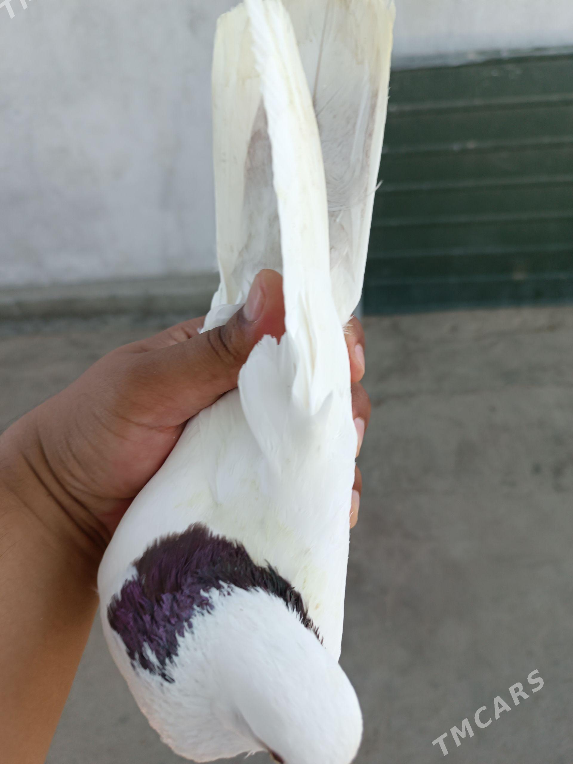 kepderi - Aşgabat - img 1