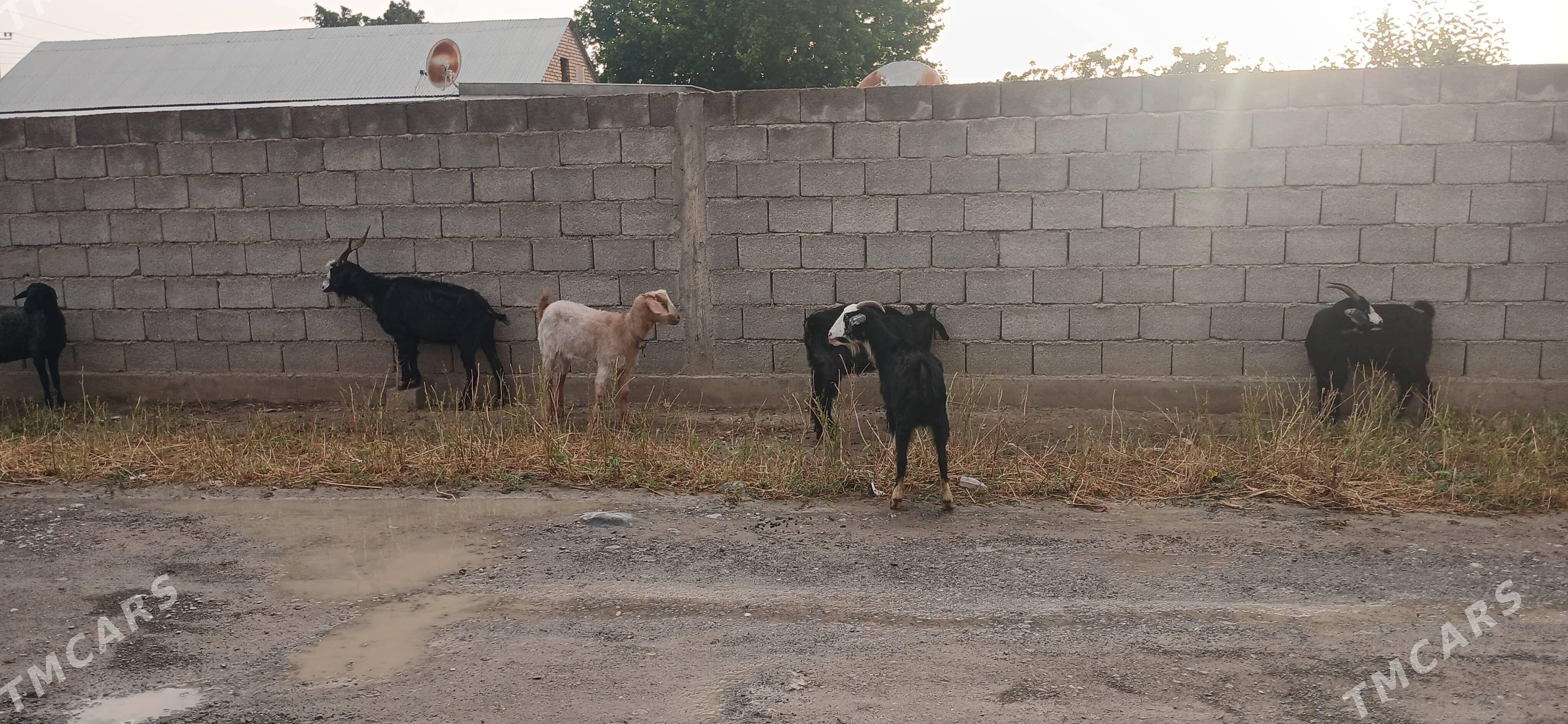Gysyr geçi - Gökdepe - img 1