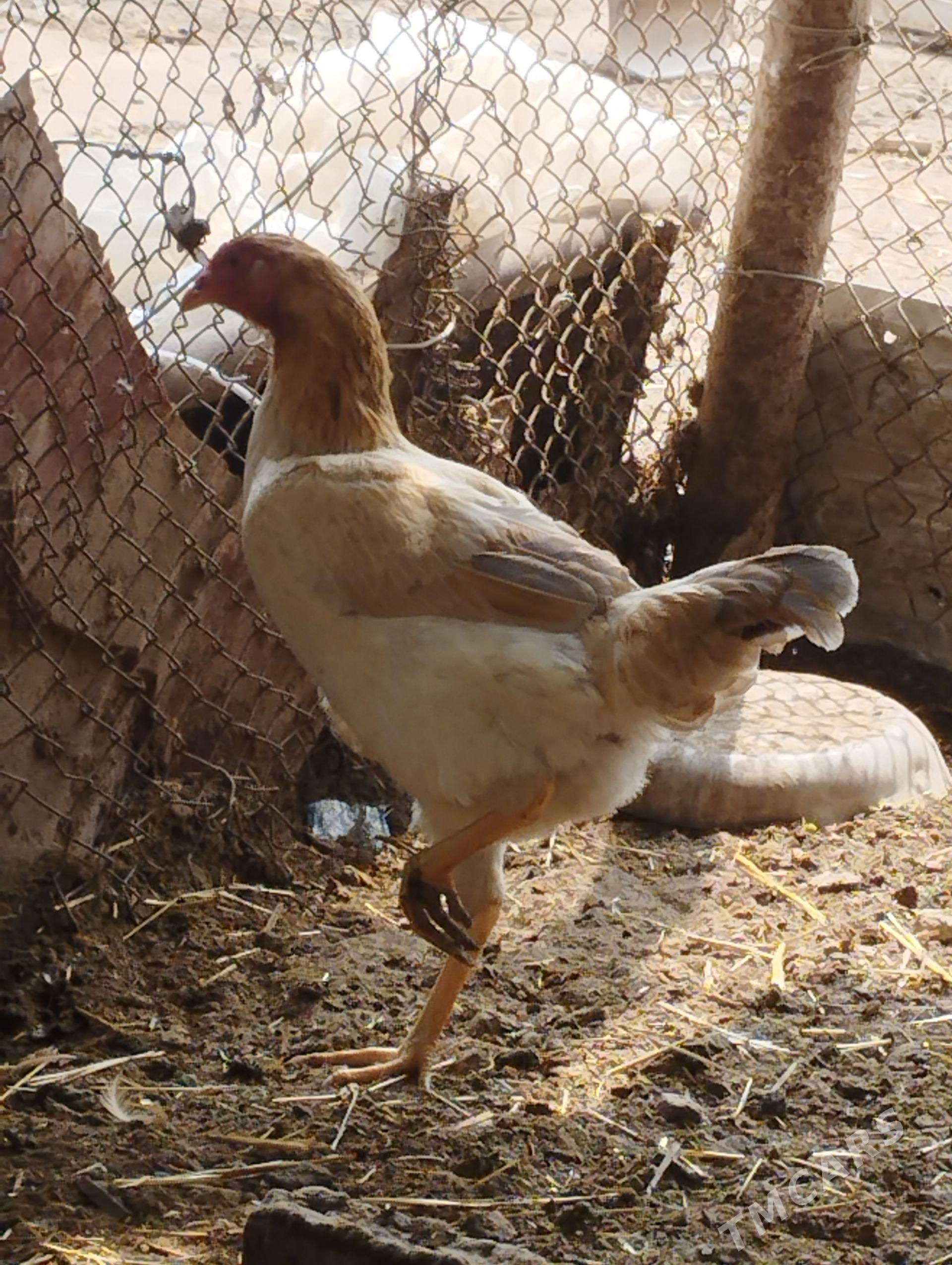 baysow towuk - Çärjew - img 1