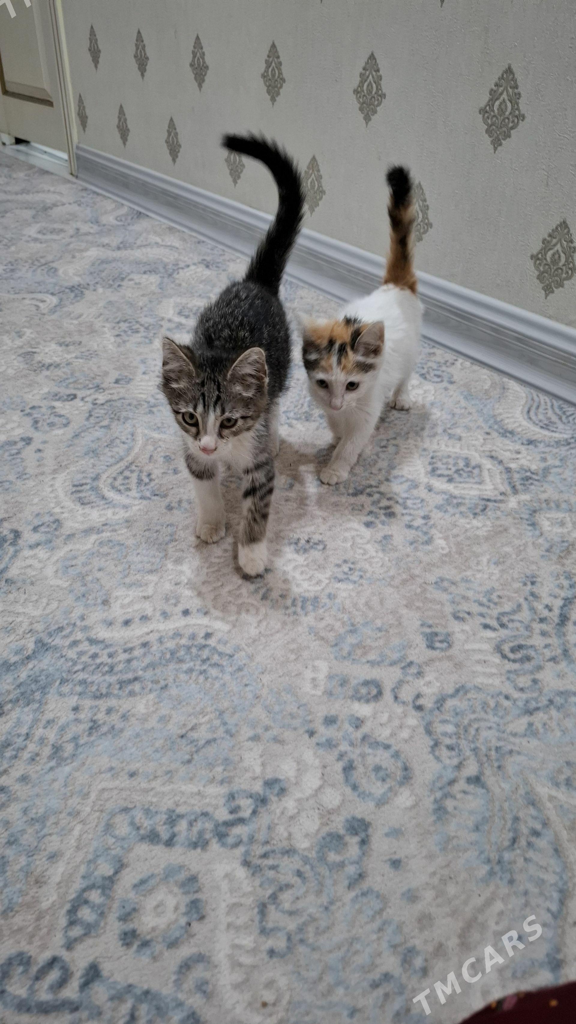 pisik котенок - Aşgabat - img 1