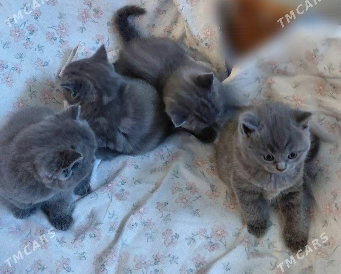 котенок pişik - Aşgabat - img 1