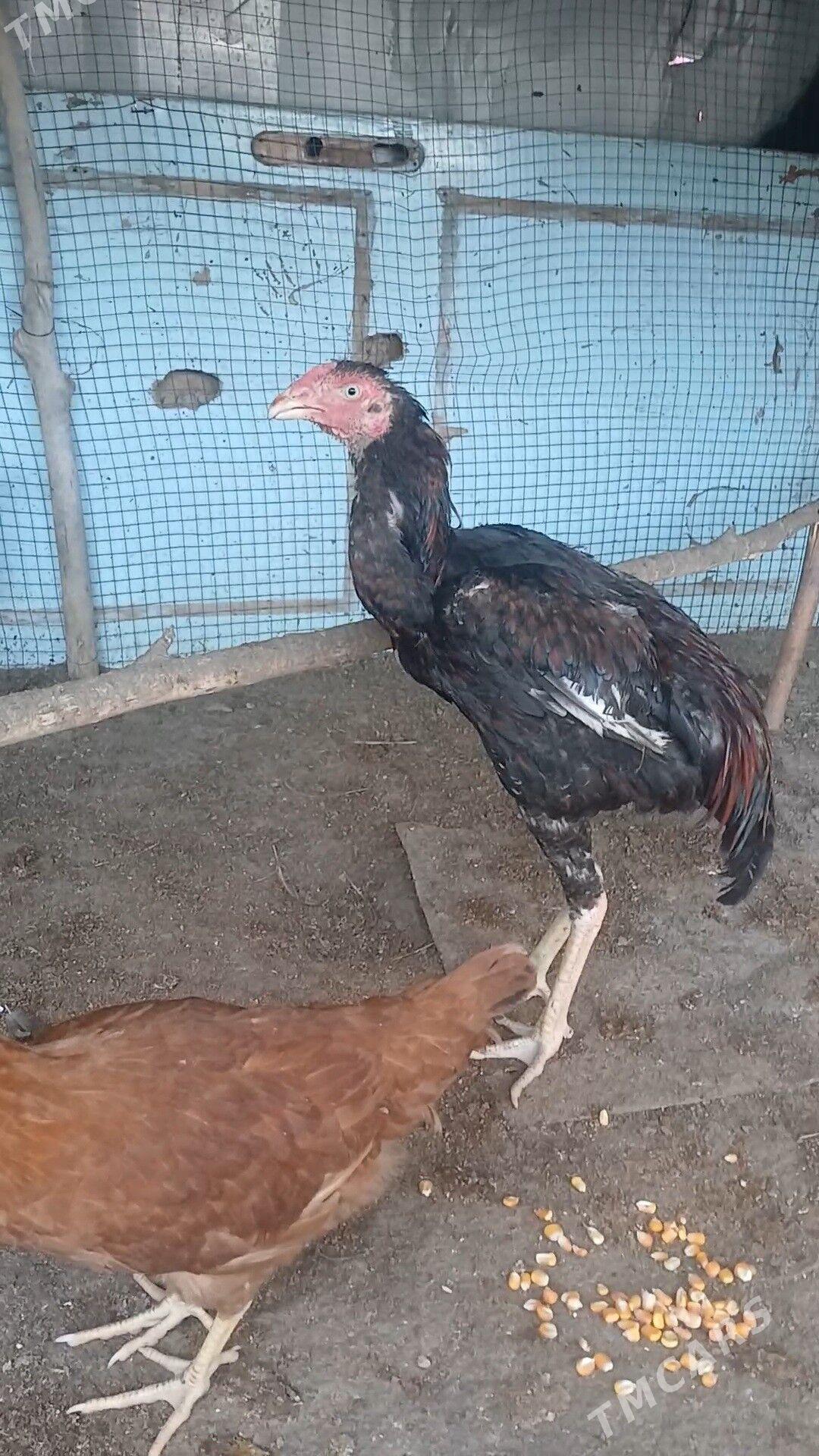 paroda - Губадаг - img 1