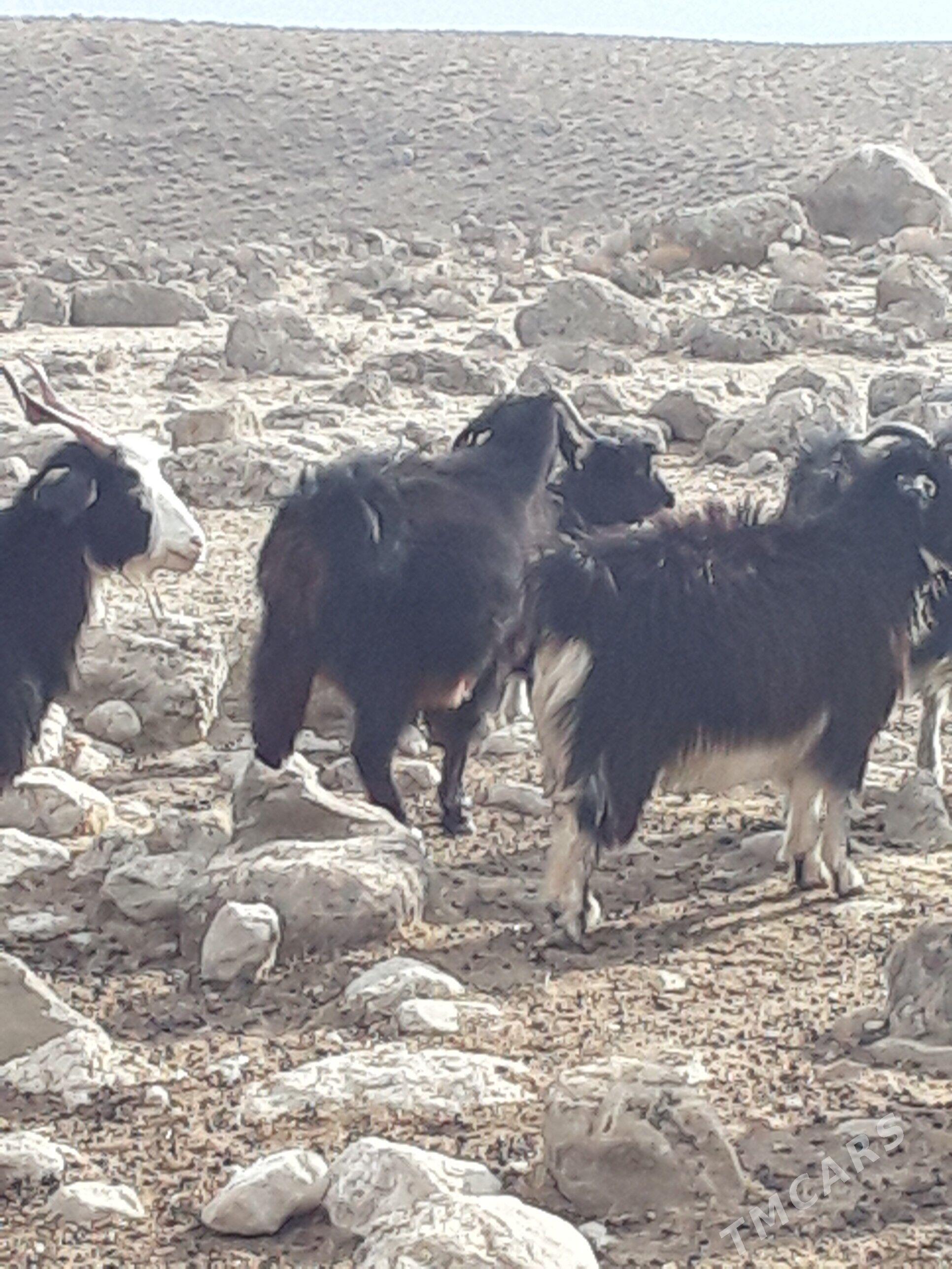 gysyr geci - Jebel - img 1