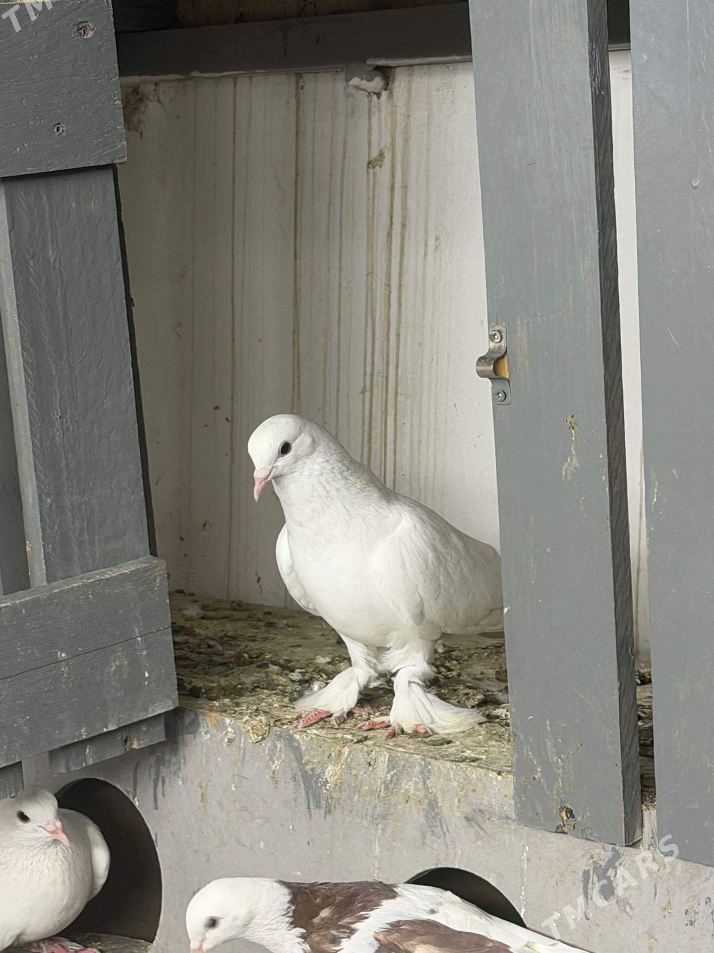 kepder - 30 mkr - img 1