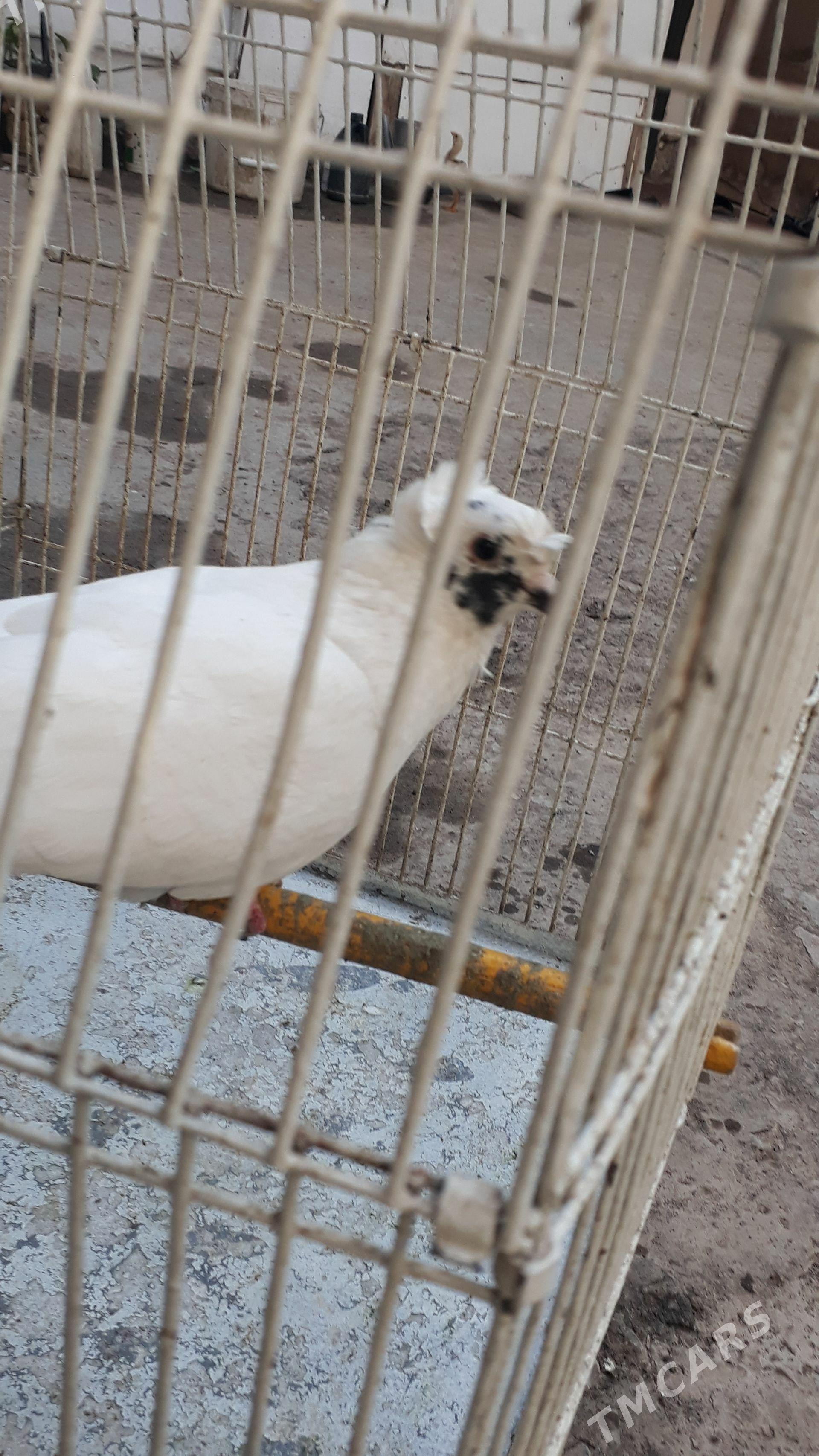 kepder - Дашогуз - img 1
