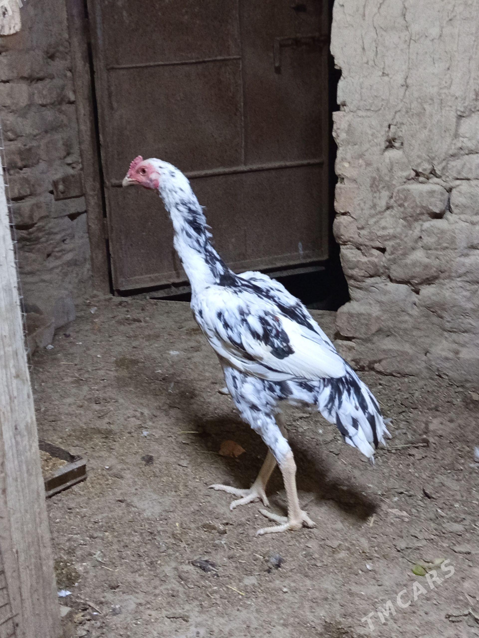 Alaja horaz. - Şabat etr. - img 1