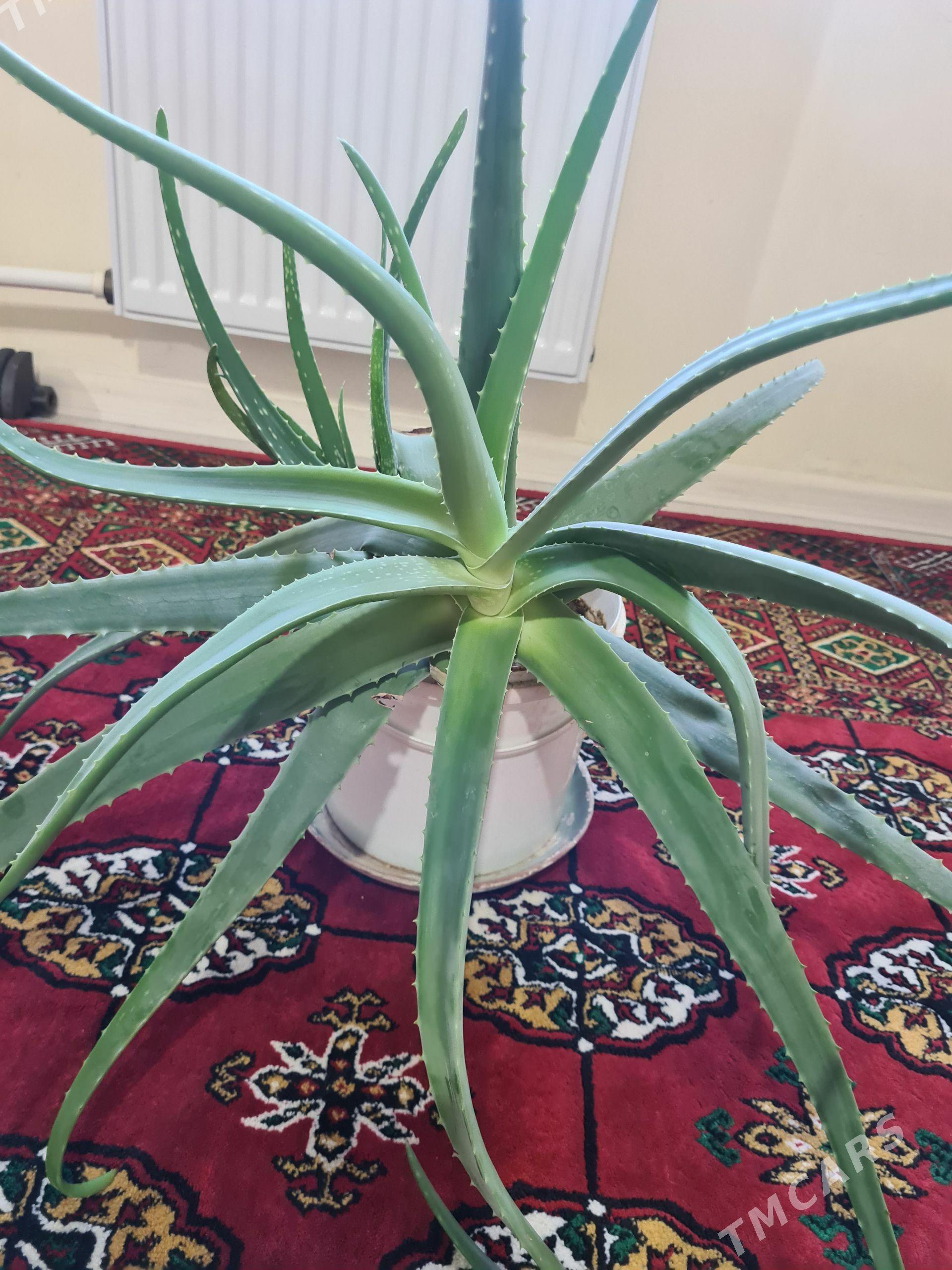 Aloe. Gül - Бузмеин - img 1